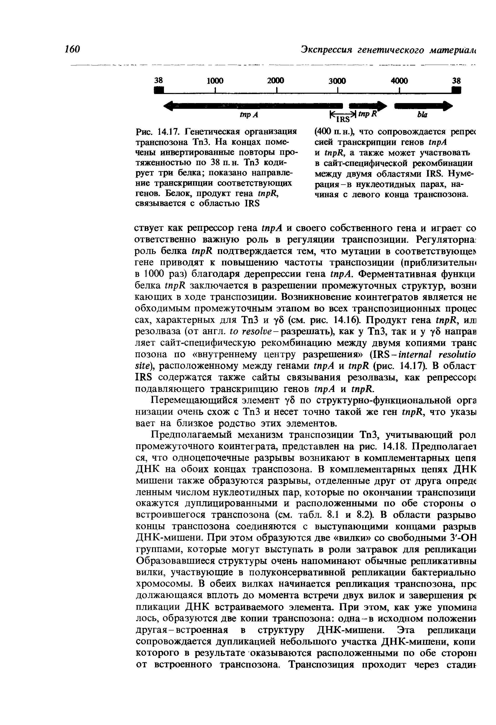 Рис. 14.17. Генетическая организация транспозона ТпЗ. На концах помечены инвертированные повторы протяженностью по 38 п. н. ТпЗ кодирует три белка показано направление транскрипции соответствующих генов. Белок, продукт гена R, связывается с областью IRS...