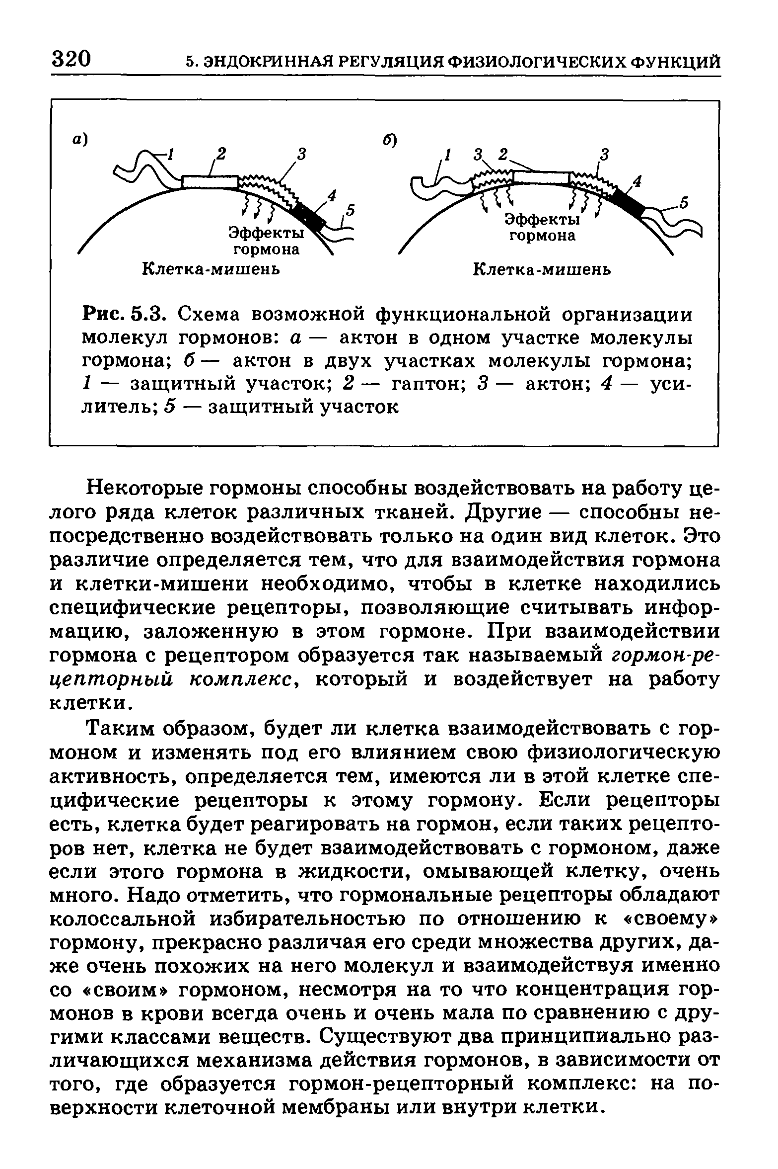 Рис. 5.3. Схема возможной функциональной организации молекул гормонов а — актон в одном участке молекулы гормона б — актон в двух участках молекулы гормона 1 — защитный участок 2 — гаптон 3 — актон 4 — усилитель 5 — защитный участок...