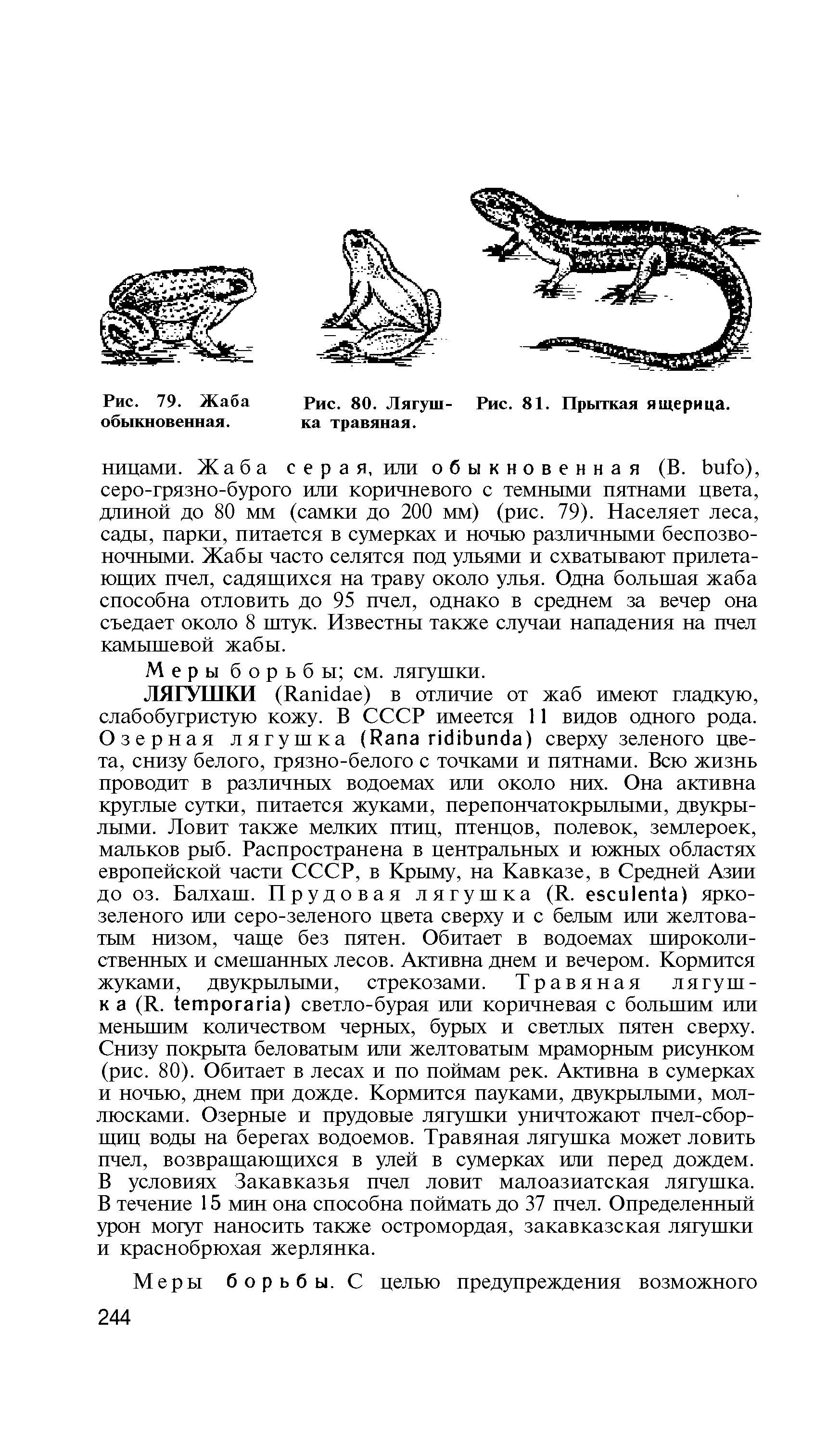 Рис. 79. Жаба обыкновенная. Рис. 80. Лягуш- Рис. 81. Прыткая ящерица, ка травяная.