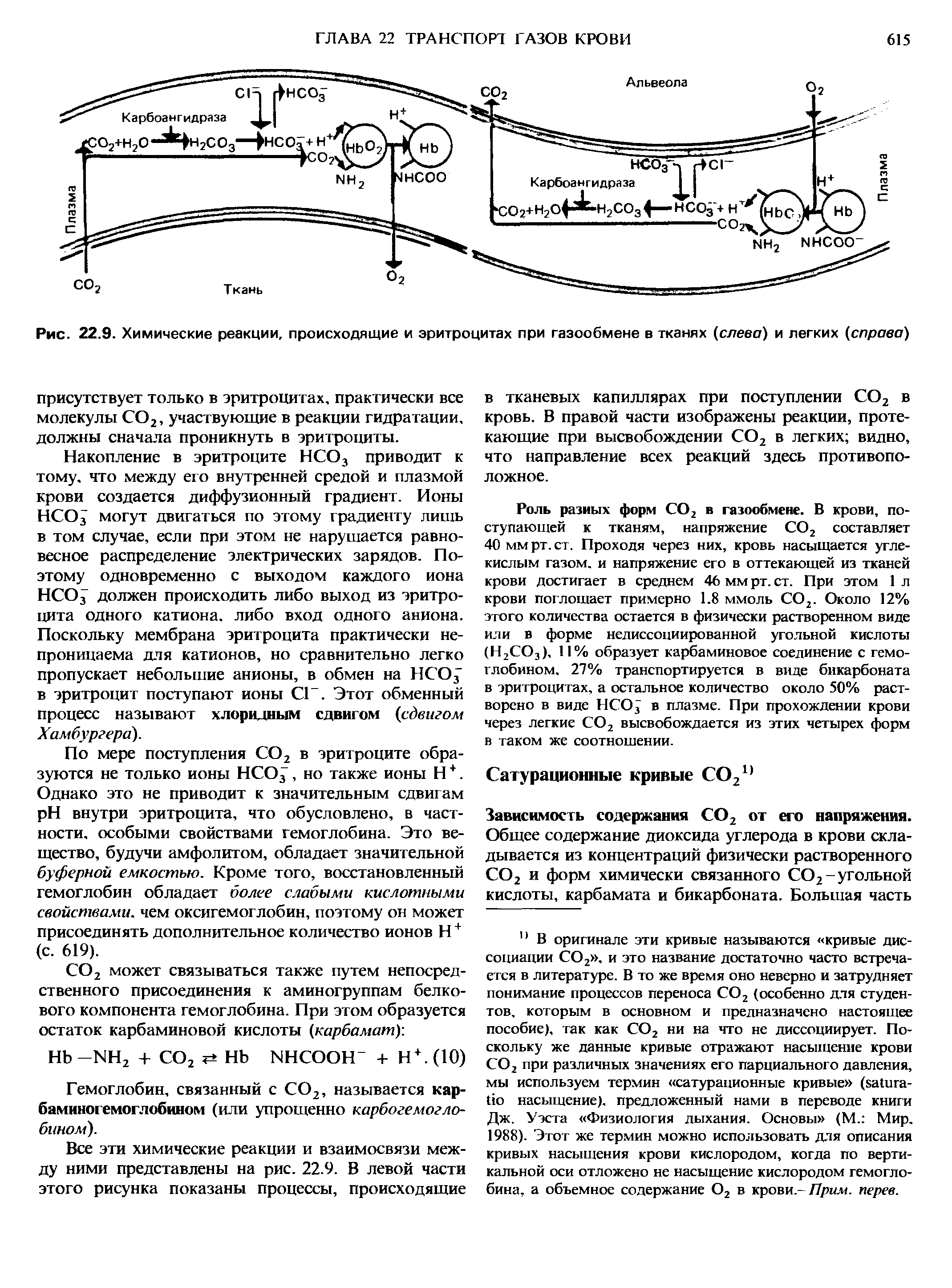 Рис. 22.9. Химические реакции, происходящие и эритроцитах при газообмене в тканях (слева) и легких (справа)...