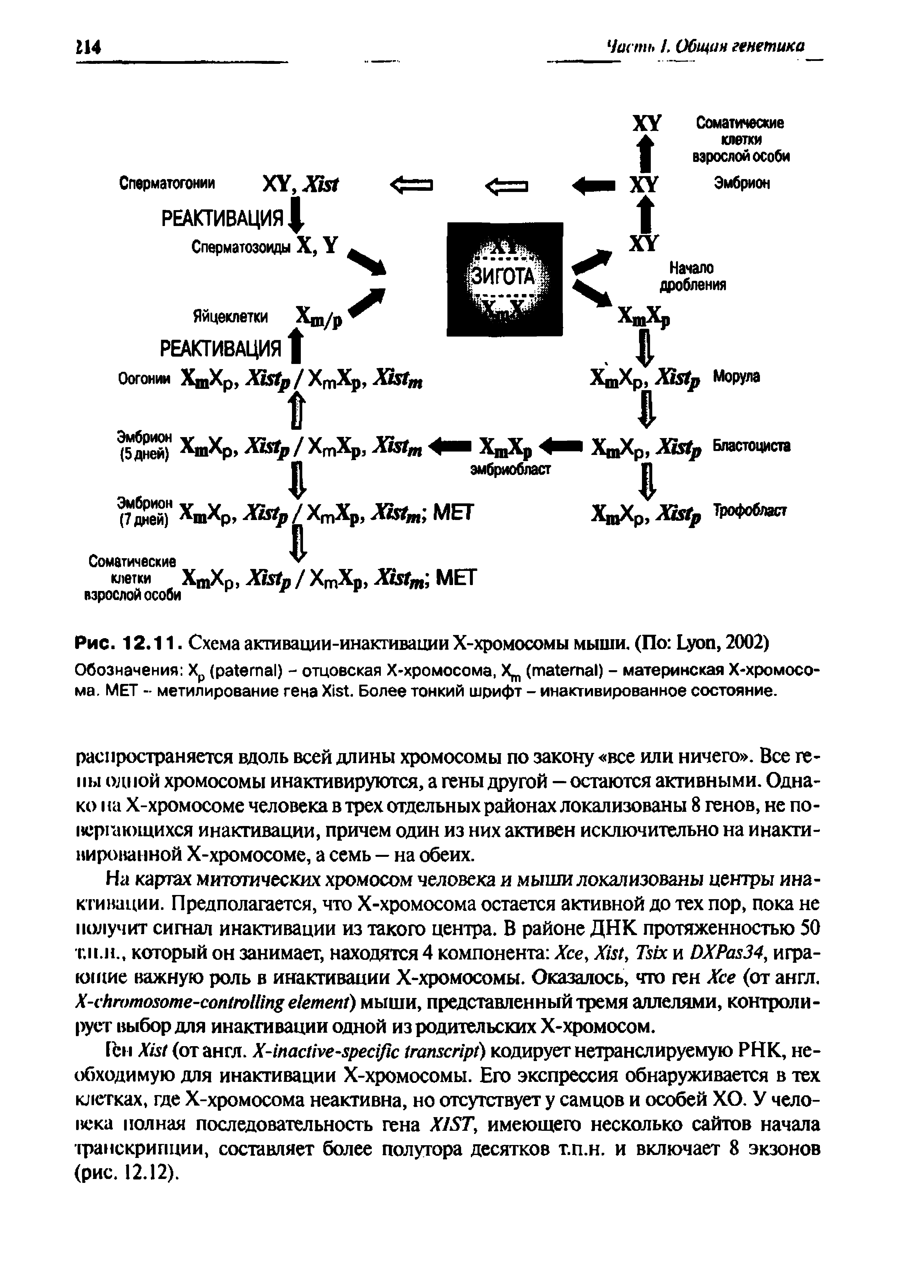 Рис. 12.11. Схема активации-инактивации Х-хромосомы мыши. (По L , 2002) Обозначения Хр ( ) - отцовская Х-хромосома, X ( ) - материнская Х-хромосо-ма. МЕТ - метилирование гена X . Более тонкий шрифт - инактивированное состояние.