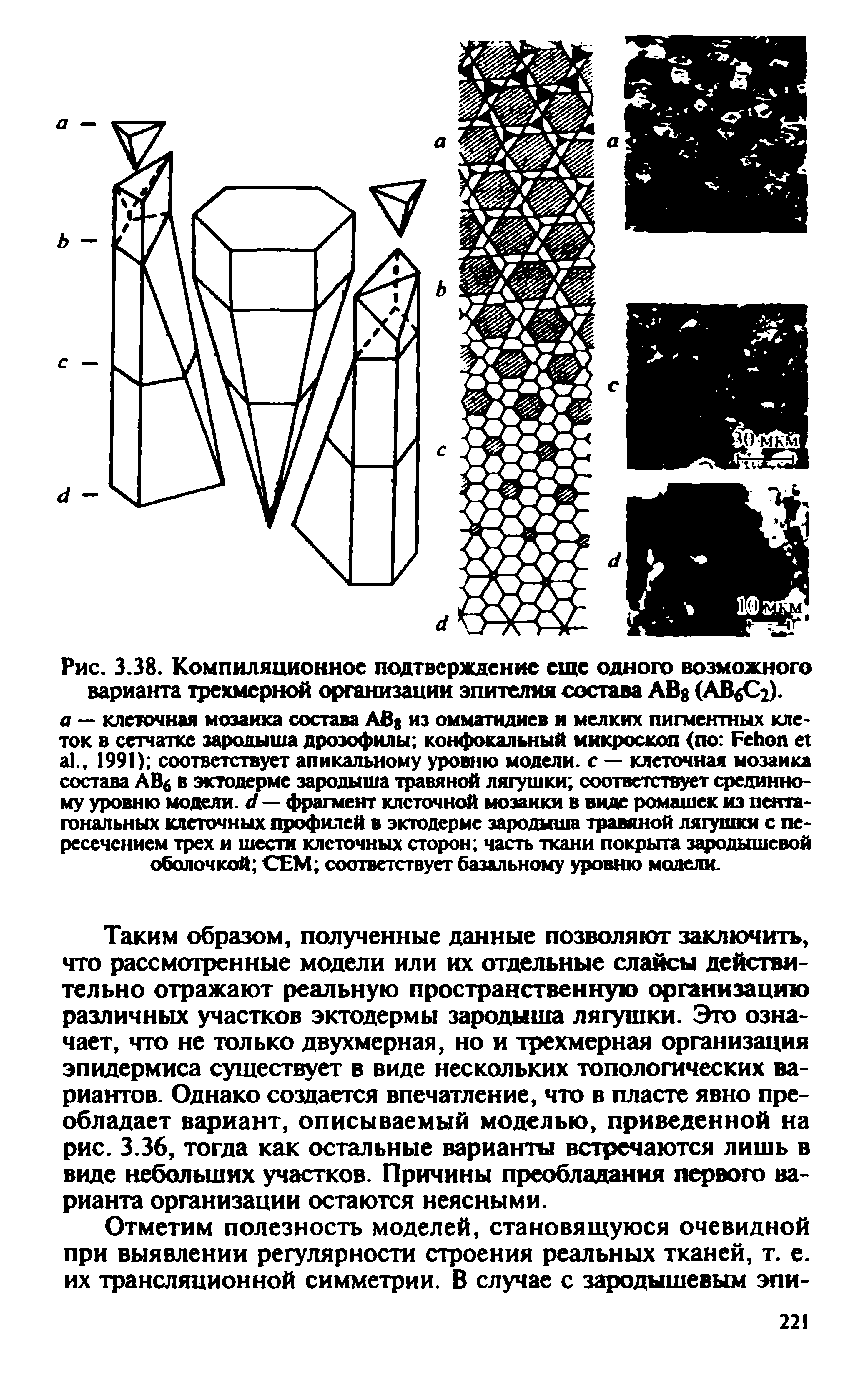 Рис. 3.38. Компиляционное подтверждение еще одного возможного варианта трехмерной организации эпителия состава АВ (АВ Сг).