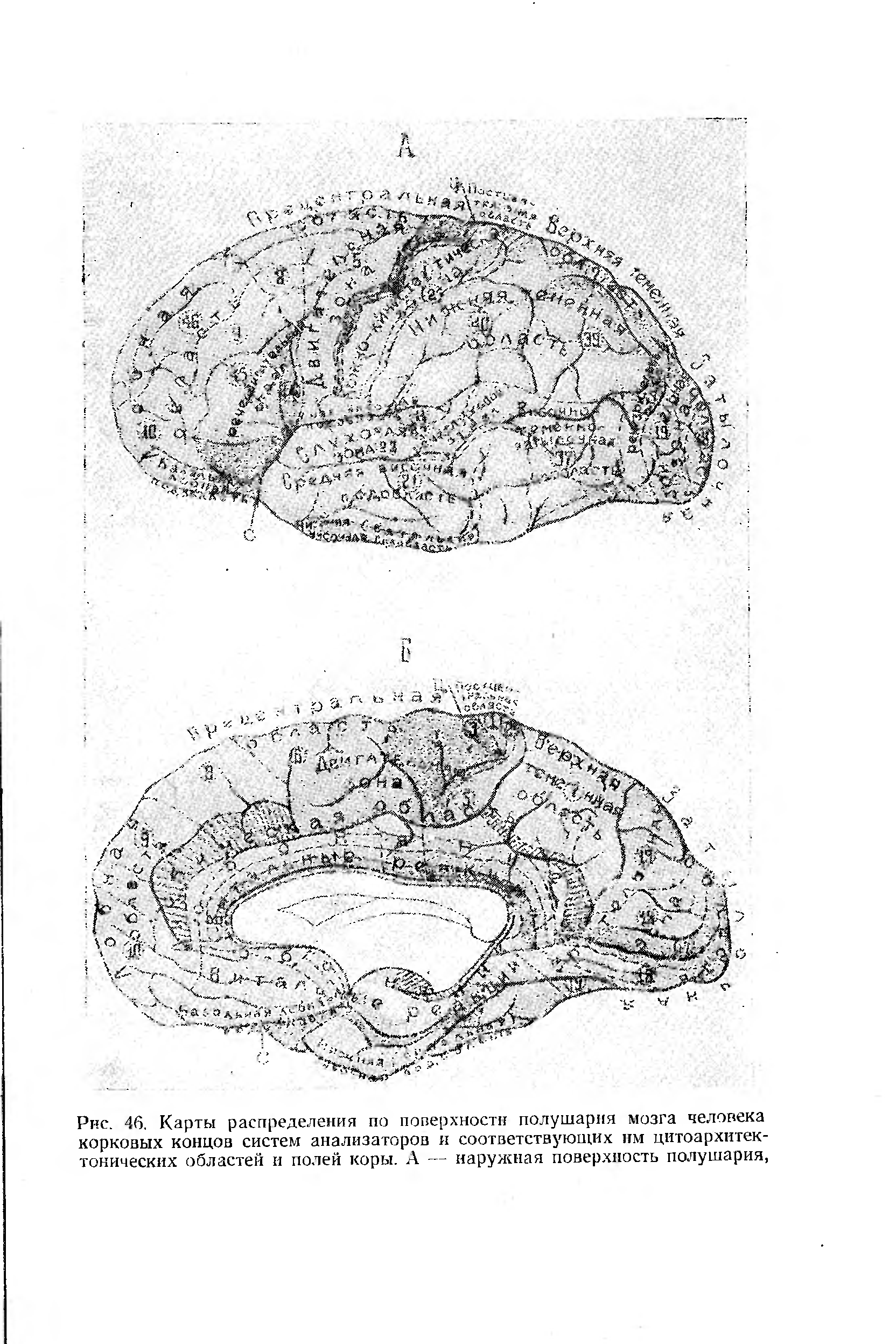 Рис. 46. Карты распределения по поверхности полушария мозга человека корковых концов систем анализаторов и соответствующих им цитоархитек-тонических областей и полей коры. А — наружная поверхность полушария,...