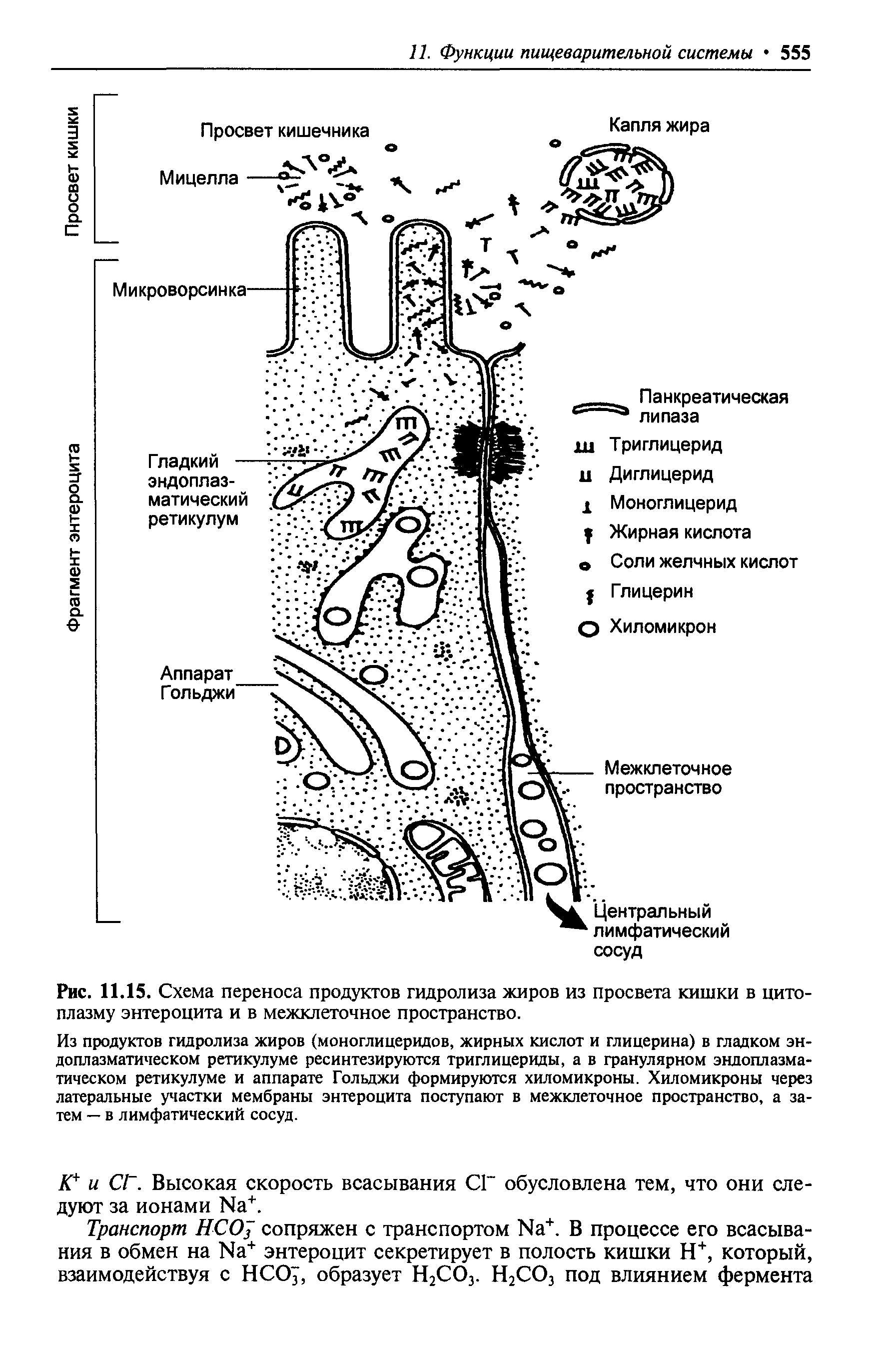 Рис. 11.15. Схема переноса продуктов гидролиза жиров из просвета кишки в цитоплазму энтероцита и в межклеточное пространство.