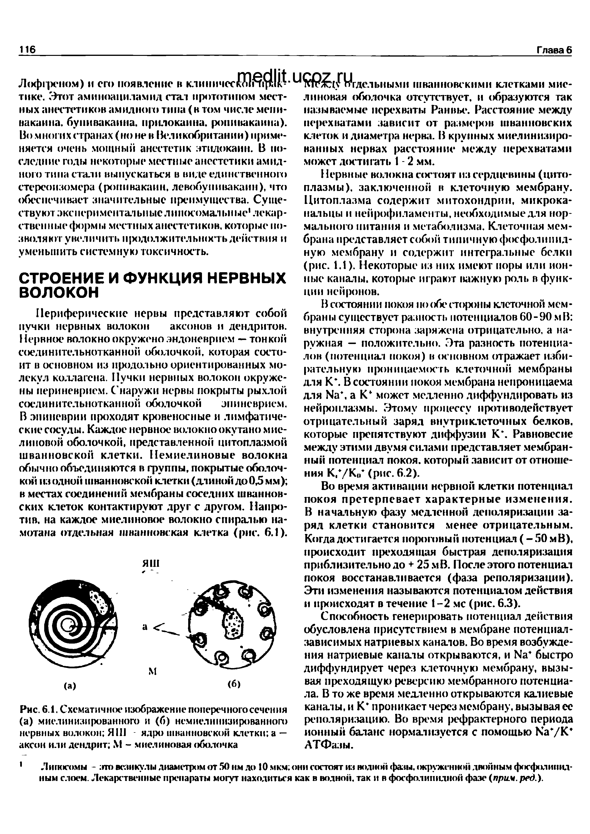 Рис. 6.1. Схематичное изображение поперечного сечен ня (а) миелинизированного и (б) немиелинизированного нервных волокон Я 111 ядро шванновской клетки а — аксон или дендрит М - миелиновая оболочка...