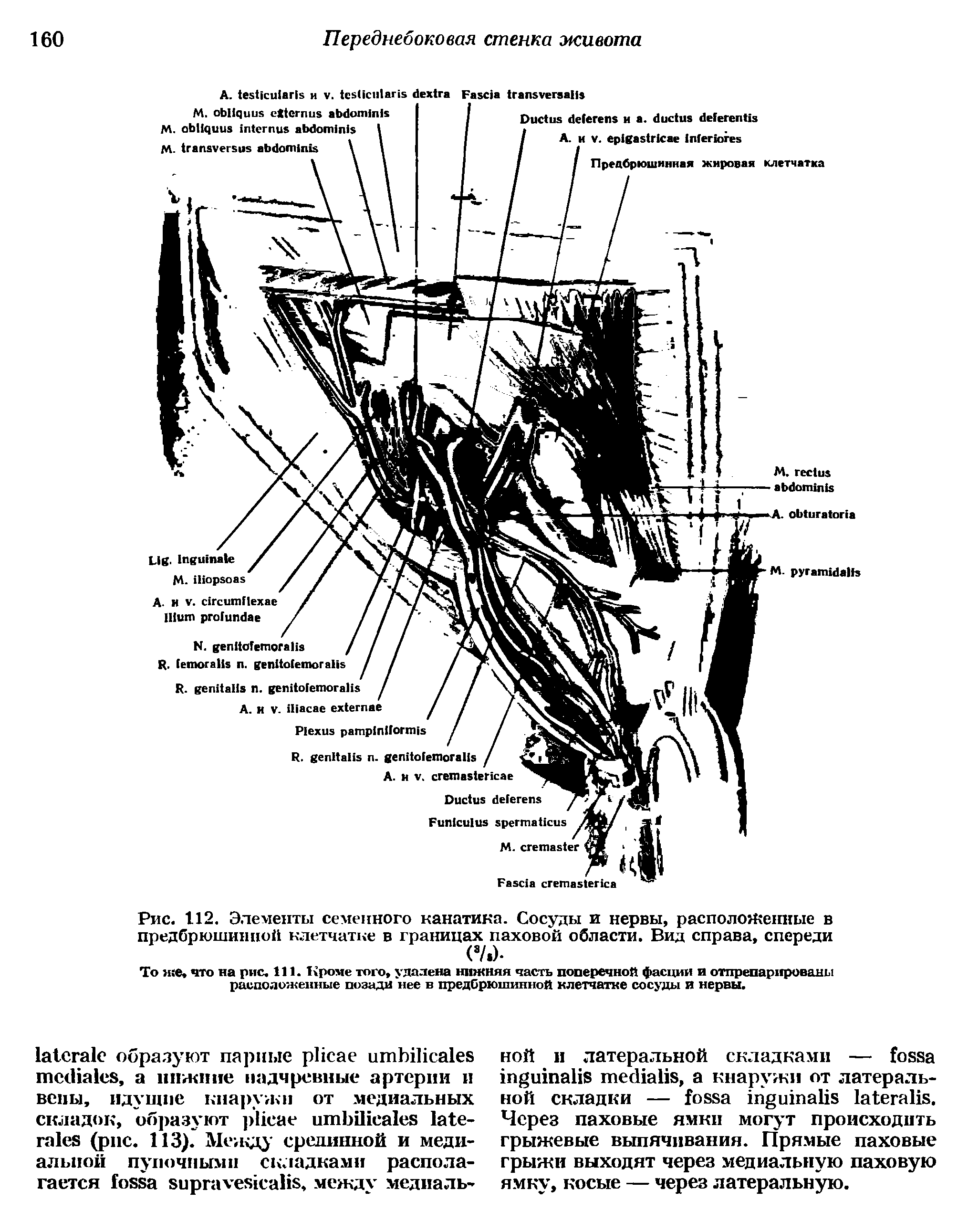 Рис. 112. Элементы семенного канатика. Сосуды и нервы, расположенные в предбрюшинпой клетчатке в границах паховой области. Вид справа, спереди ( /.) ...