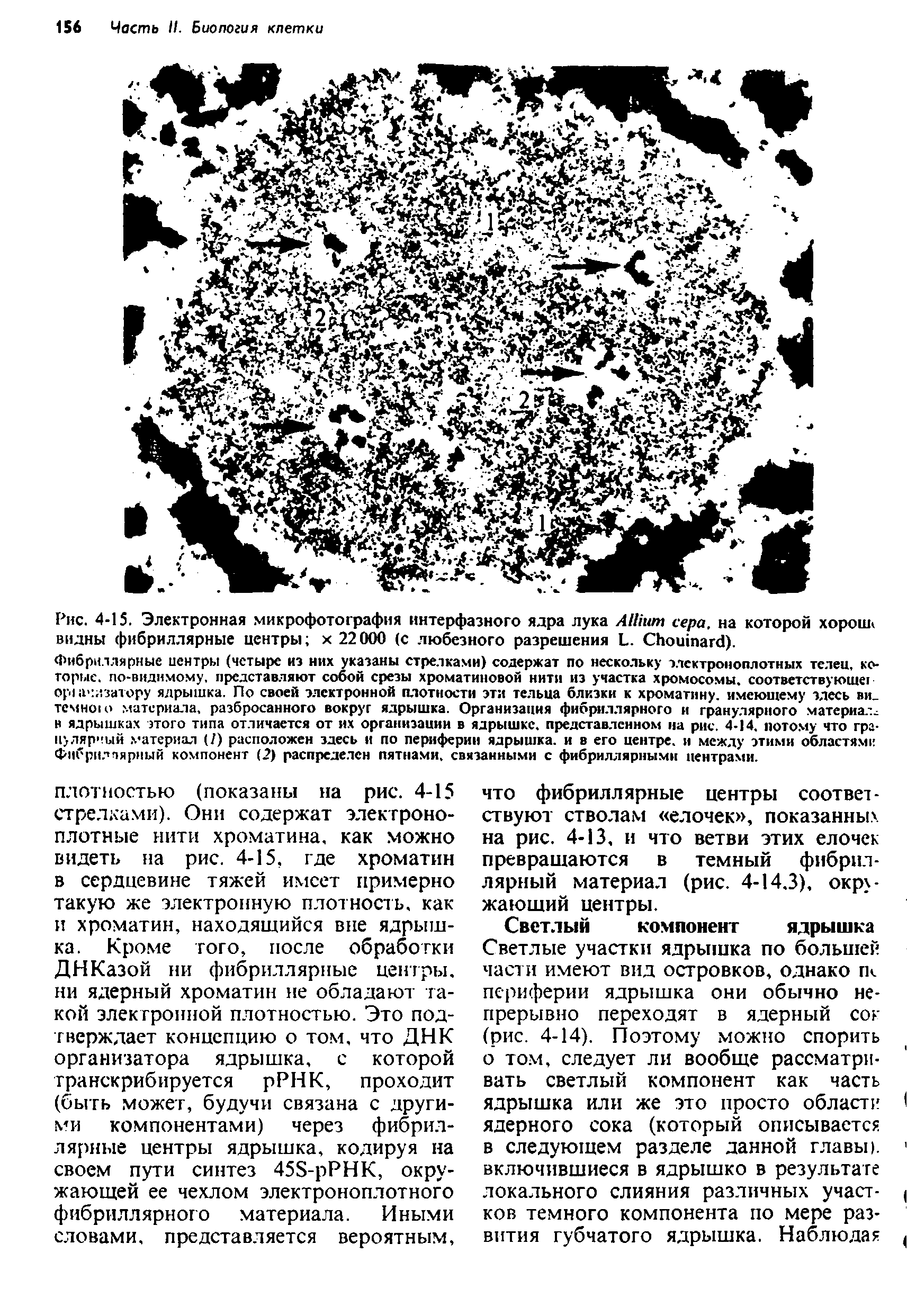 Рис. 4-15. Электронная микрофотография интерфазного ядра лука A сера, на которой хорош видны фибриллярные центры х 22000 (с любезного разрешения L. C ).