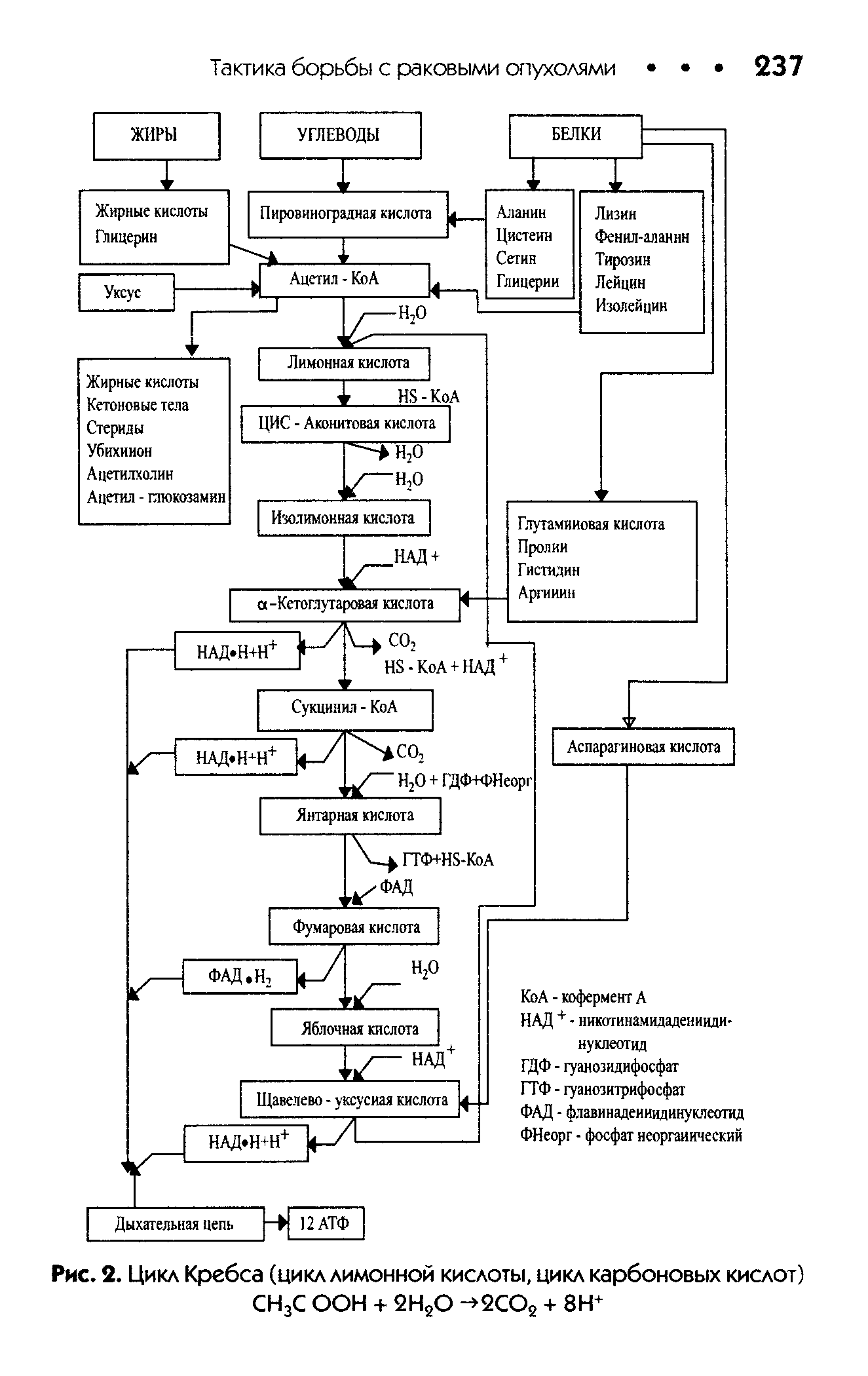 Рис. 2. Цикл Кребса (цикл лимонной кислоты, цикл карбоновых кислот) СН3С ООН + 2Н2О >2СО2 + 8Н+...