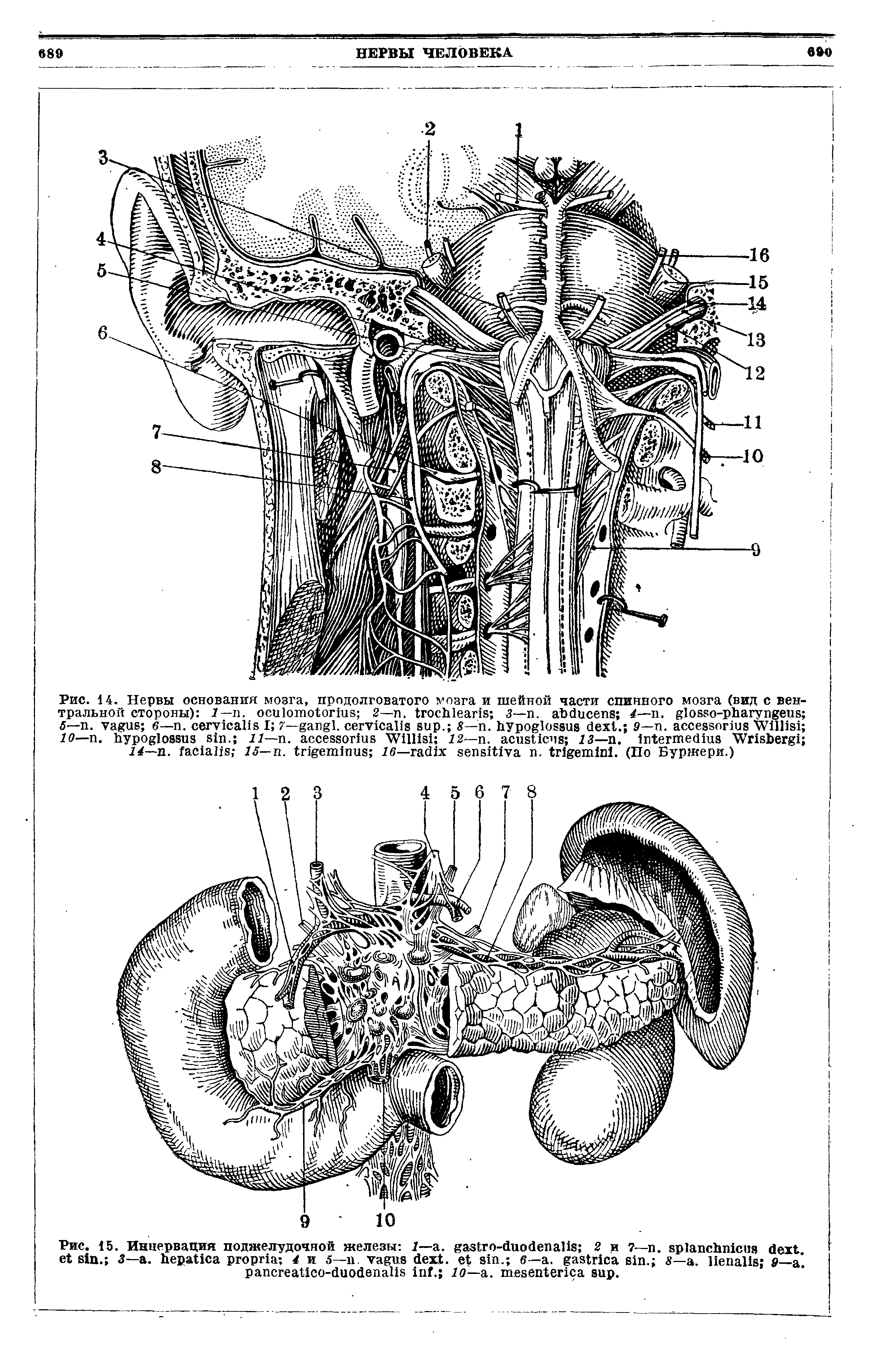 Рис. 15. Иннервация поджелудочной железы 1— . - 2 и 7— . . 3— . 4 и 5—и. . . — . . 8— . 9— , - . — . .