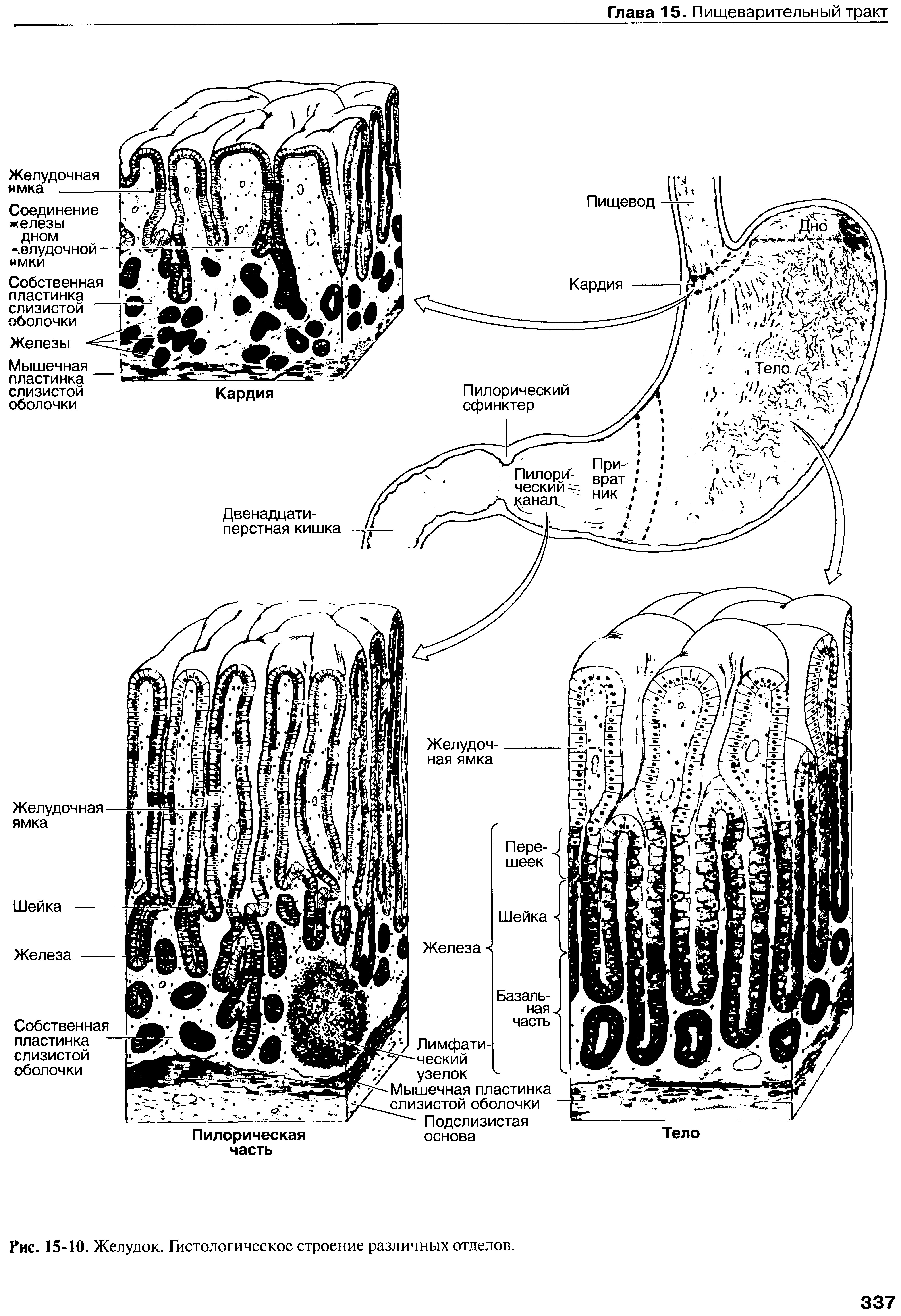 Дно желудка гистология рисунок