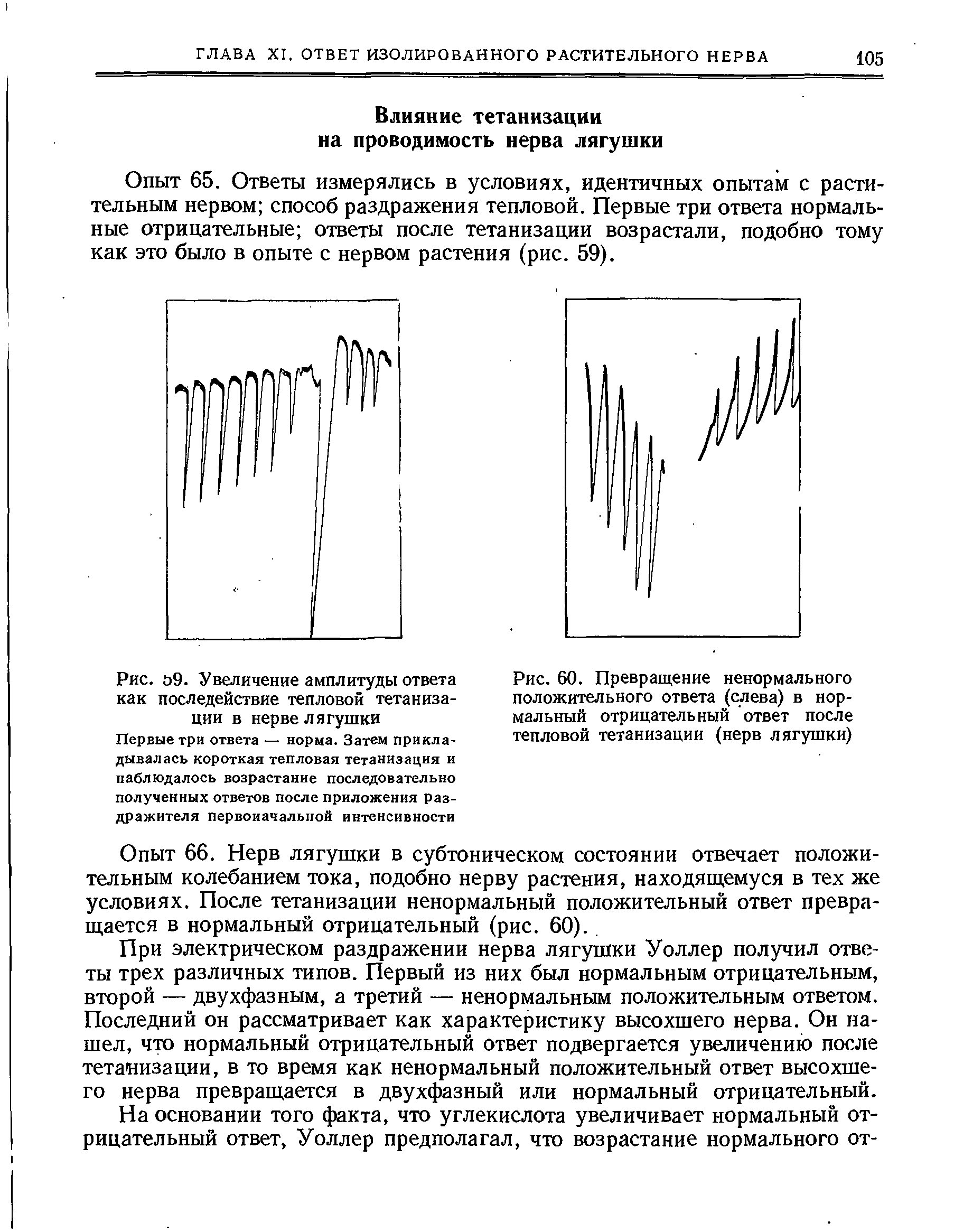 Рис. 60. Превращение ненормального положительного ответа (слева) в нормальный отрицательный ответ после тепловой тетанизации (нерв лягушки)...