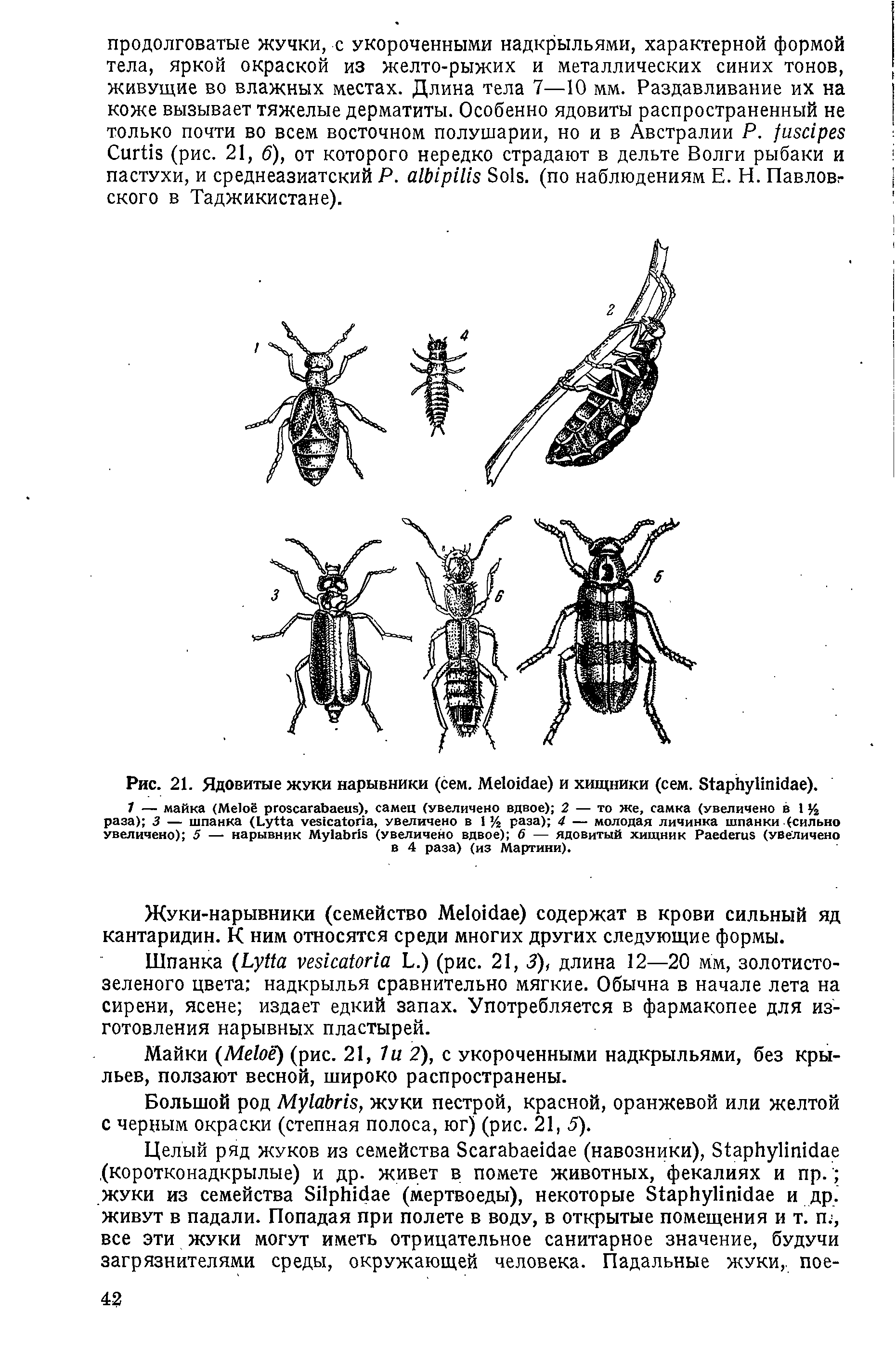 Рис. 21. Ядовитые жуки нарывники (сем. M ) и хищники (сем. S ).