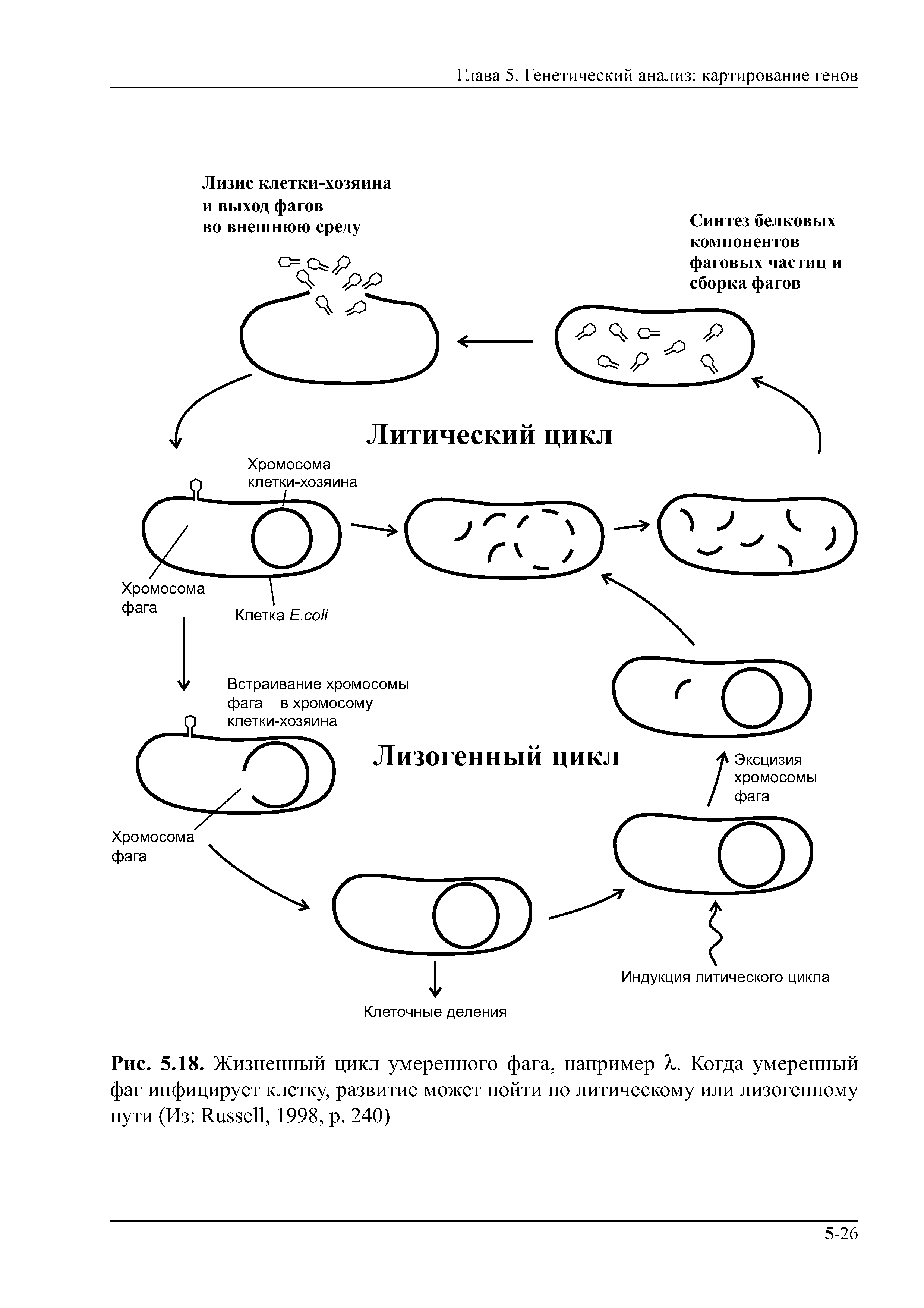 Рис. 5.18. Жизненный цикл умеренного фага, например X. Когда умеренный фаг инфицирует клетку, развитие может пойти по литическому или лизогенному пути (Из R , 1998, р. 240)...
