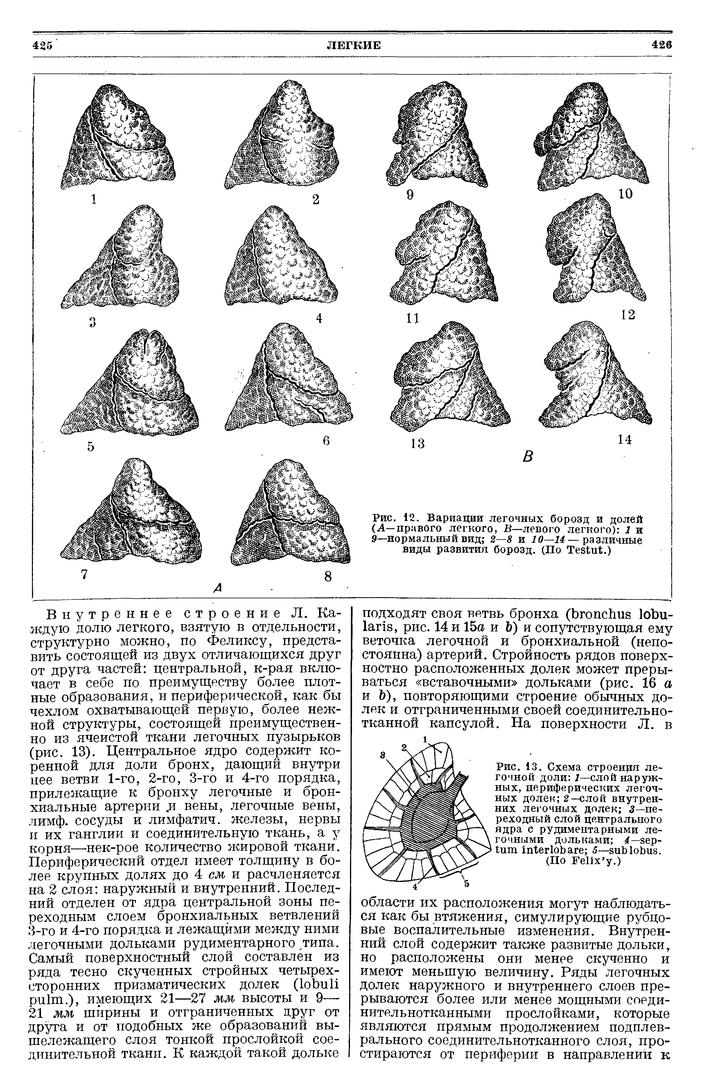 Рис. 13. Схема строения легочной доли 1—слой наружных, периферических легочных долек 2—слой внутренних легочных долек 3—переходный слой центрального ядра с рудиментарными легочными дольками 4— 5— .