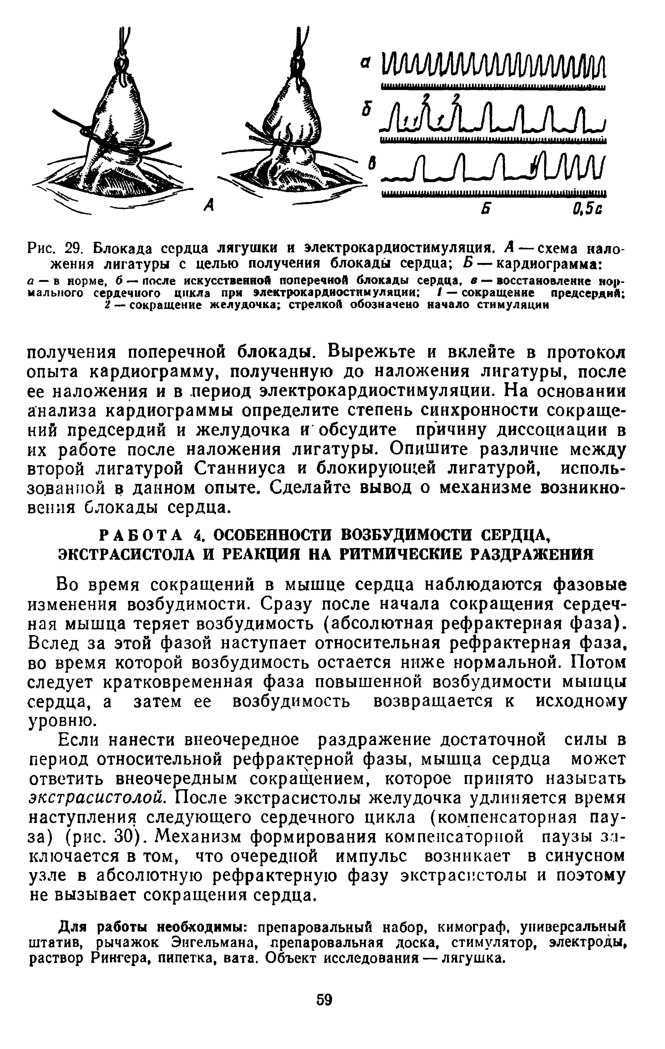 Рис. 29. Блокада сердца лягушки и электрокардиостимуляция. А — схема наложения лигатуры с целью получения блокады сердца Б — кардиограмма о-в норме, б — после искусственной поперечной блокады сердца, в — восстановление нормального сердечиого цикла при элекгрокардиостимуляции / — сокращение предсердий ...