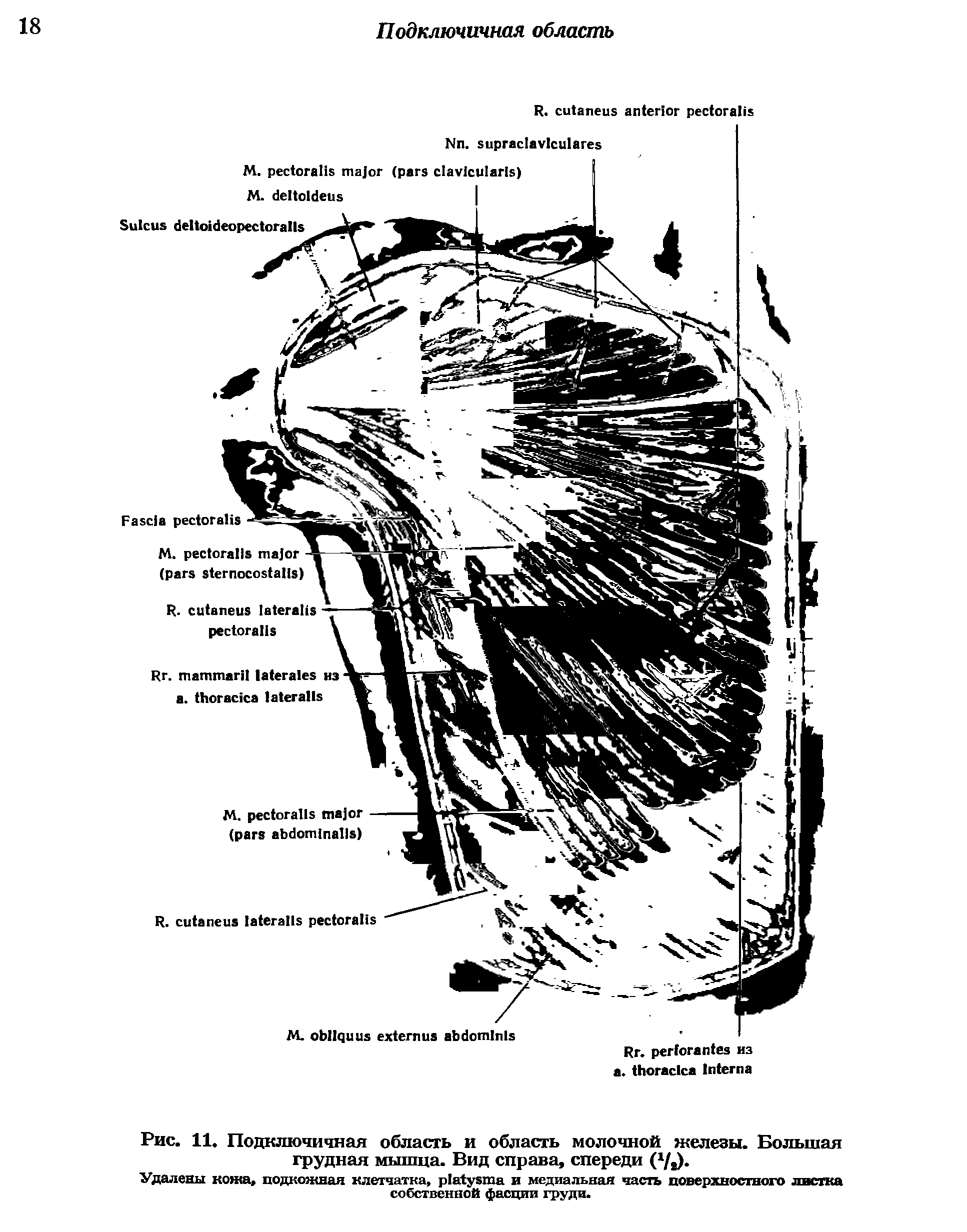 Рис. 11. Подключичная область и область молочной железы. Большая грудная мышца. Вид справа, спереди (х/я)-...
