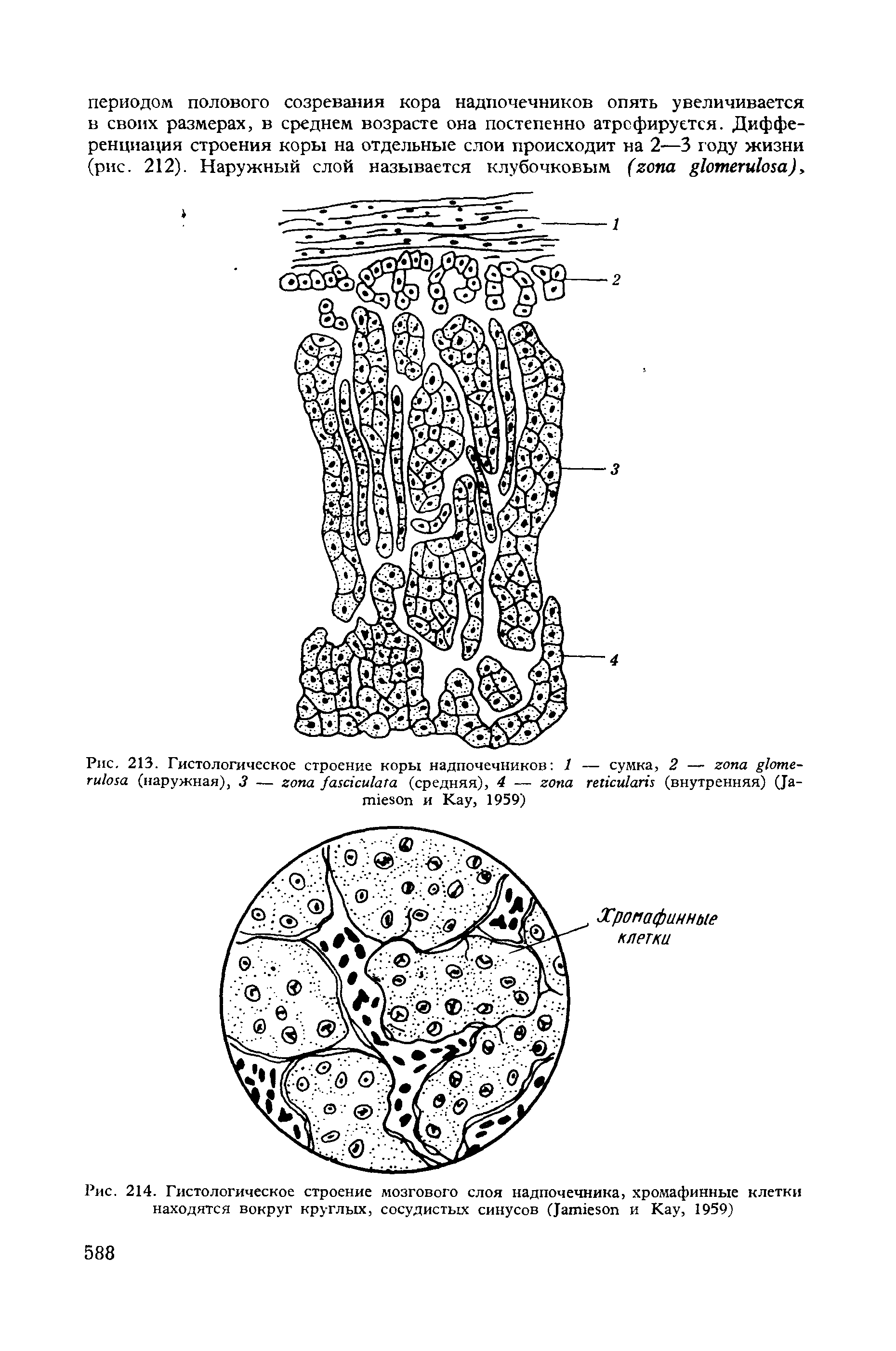 Рис. 213. Гистологическое строение коры надпочечников 1 — сумка, 2 — (наружная), 3 — (средняя), 4 — (внутренняя) (J и K , 1959)...