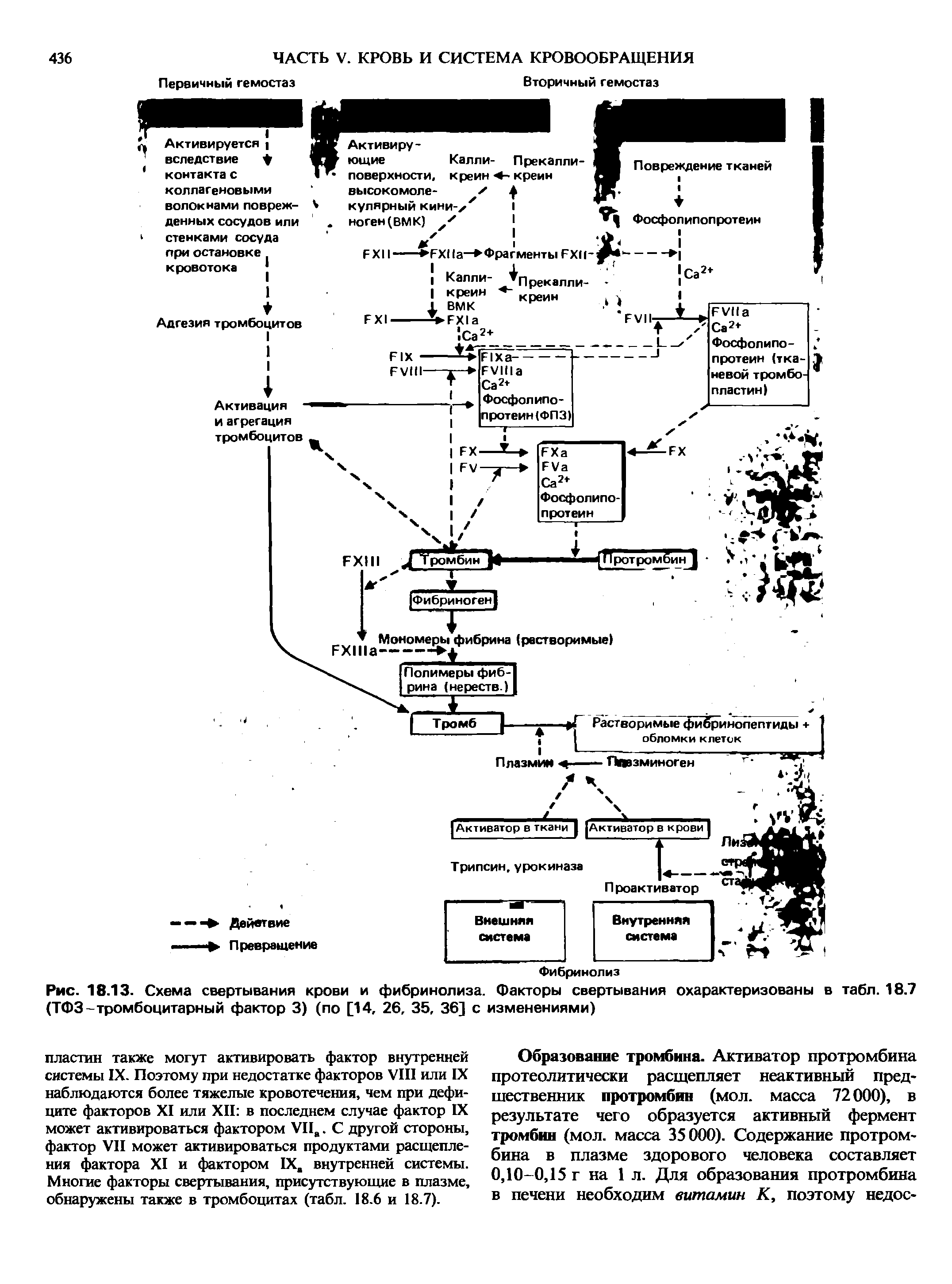 Рис. 18.13. Схема свертывания крови и фибринолиза. Факторы свертывания охарактеризованы в табл. 18.7 (ТФЗ-тромбоцитарный фактор 3) (по [14, 26, 35, 36] с изменениями)...