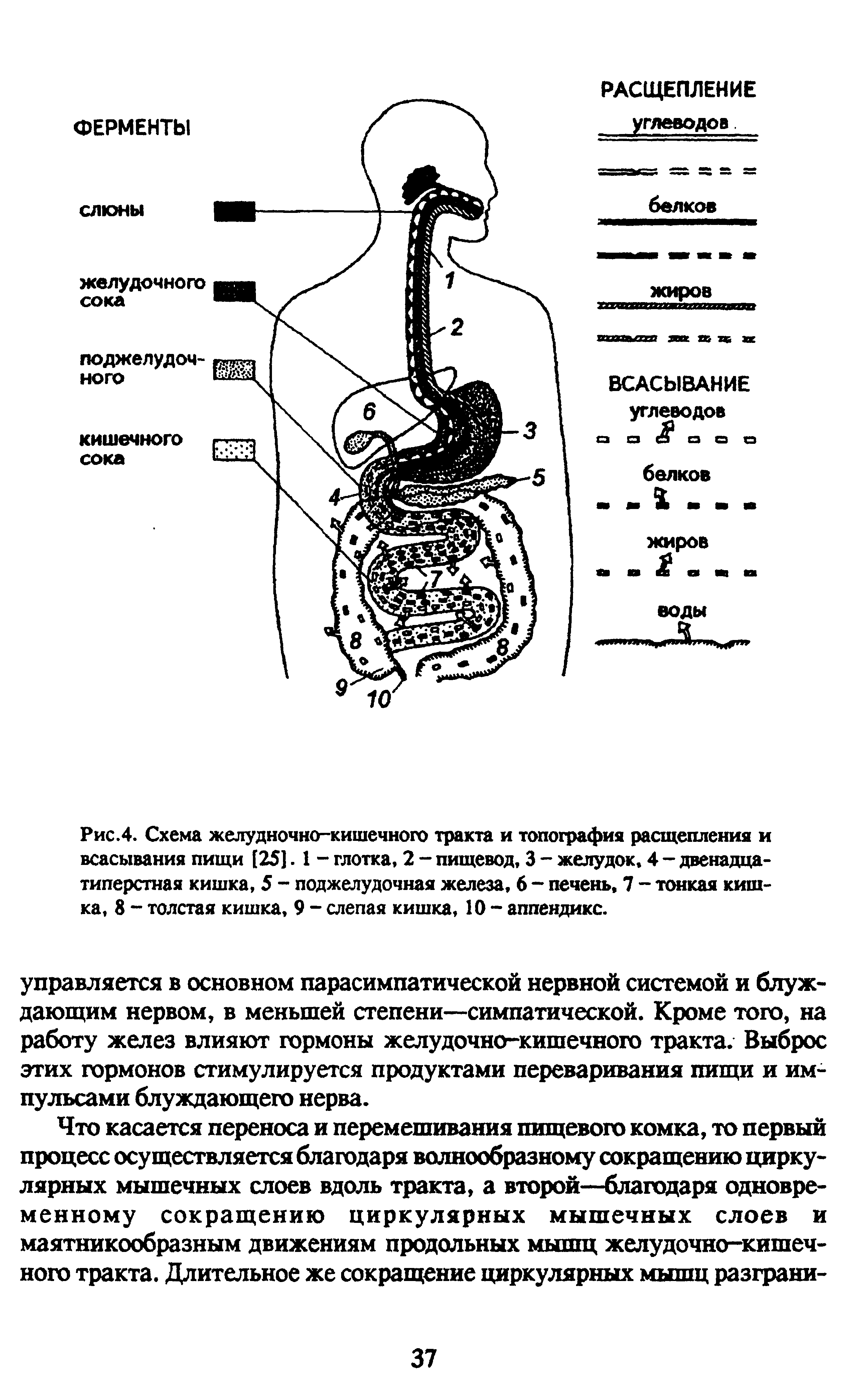 Рис.4. Схема желудночно-кишечного тракта и топография расщепления и всасывания пищи [25]. 1 - глотка, 2 - пищевод, 3 - желудок, 4 - двенадцатиперстная кишка, 5 - поджелудочная железа, 6 - печень, 7 - тонкая кишка, 8 - толстая кишка, 9 - слепая кишка, 10 - аппендикс.