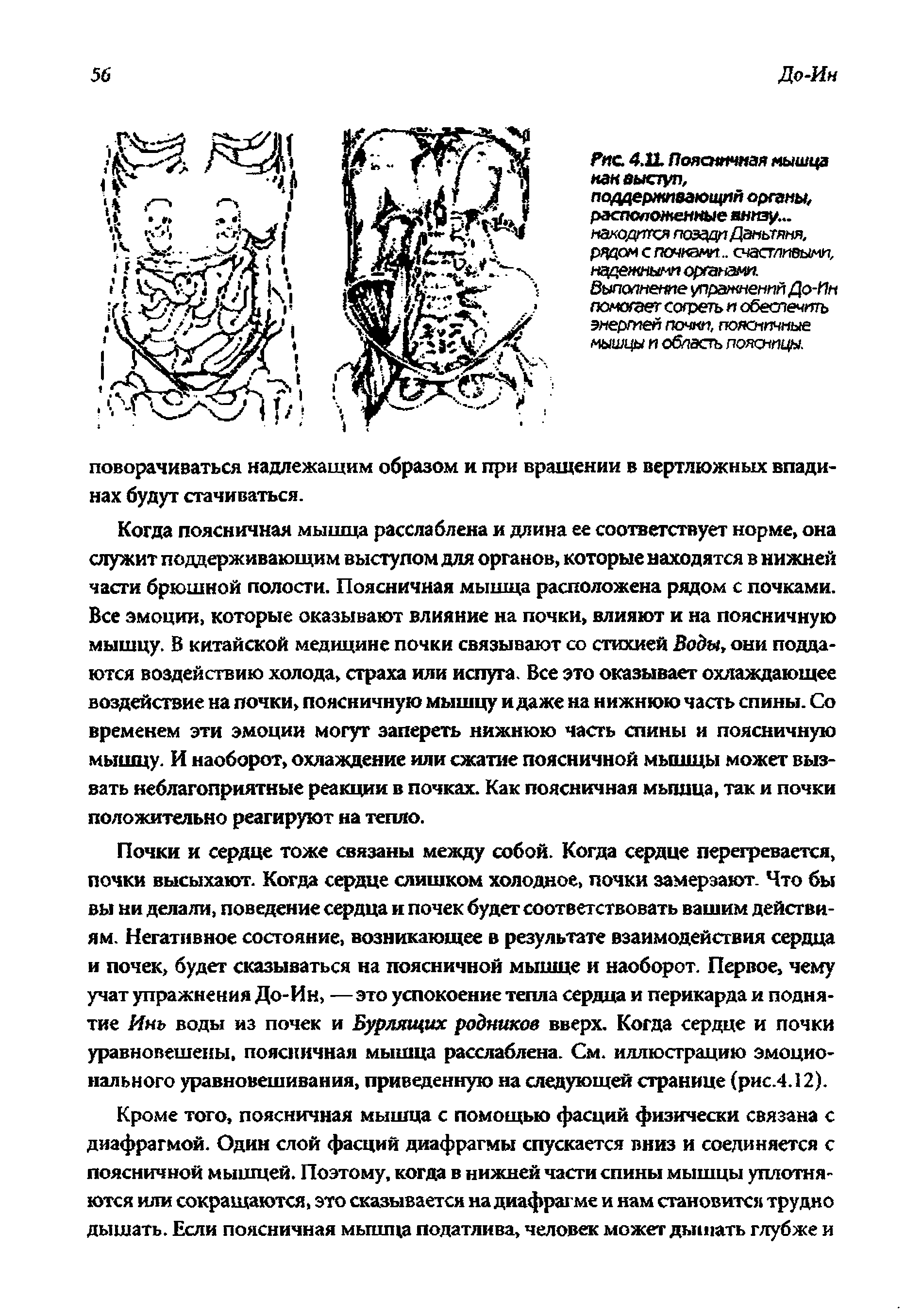 Рис. 4.11 Поясничная мышца как выступ, поддерживающий органы, расположенные внизу... находится позади Даньтяня, радой с почками. . счастливыми, надежными органами, выполнение упражнений До-Ин помогает согреть и обеспечить энергией почки, поясничные мышцы и область поясницы.