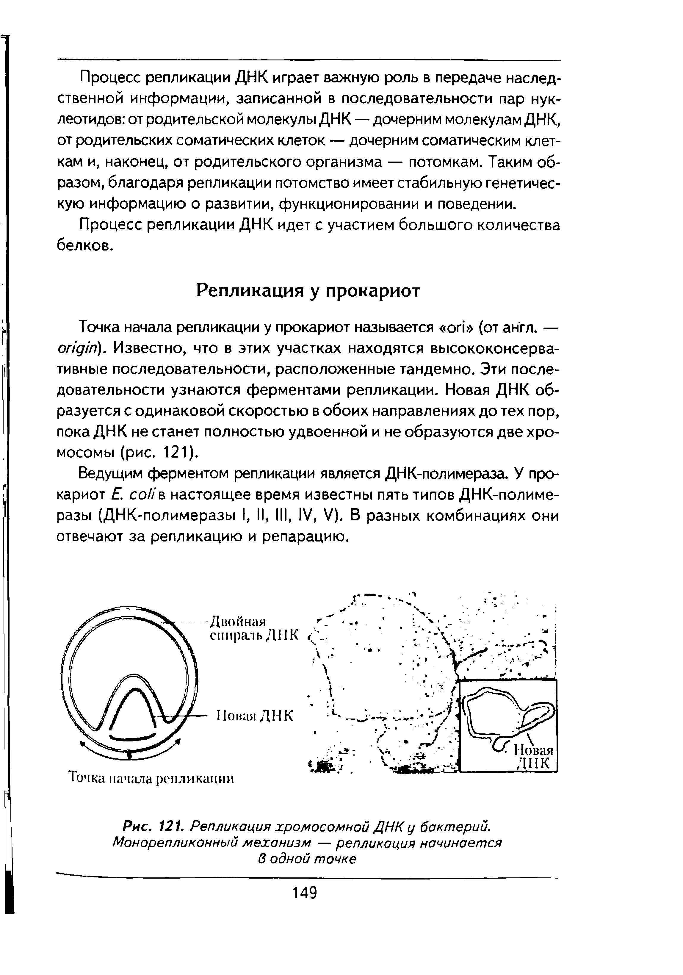 Рис. 121. Репликация хромосомной ДНК у бактерий. Монорепликонный механизм — репликация начинается в одной точке...