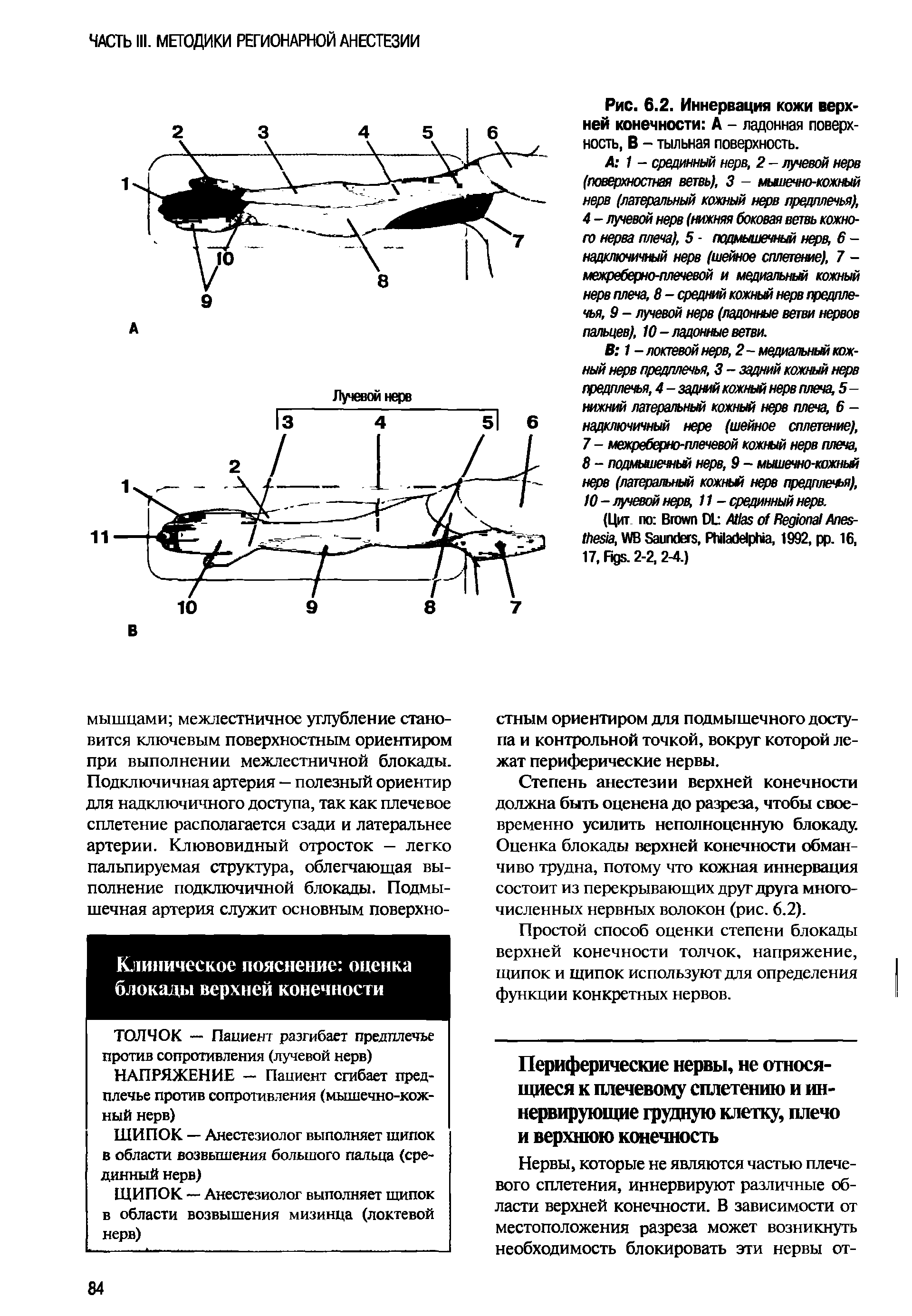 Рис. 6.2. Иннервация кожи верхней конечности А - ладонная поверхность, В - тыльная поверхность.