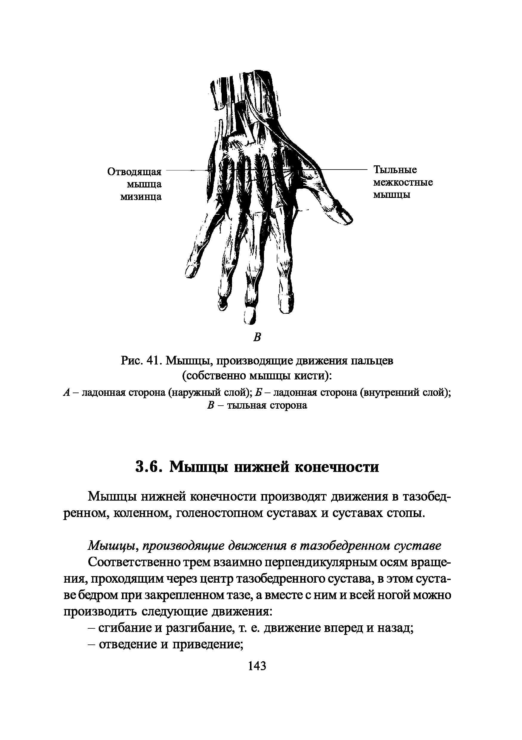 Рис. 41. Мышцы, производящие движения пальцев (собственно мышцы кисти) ...