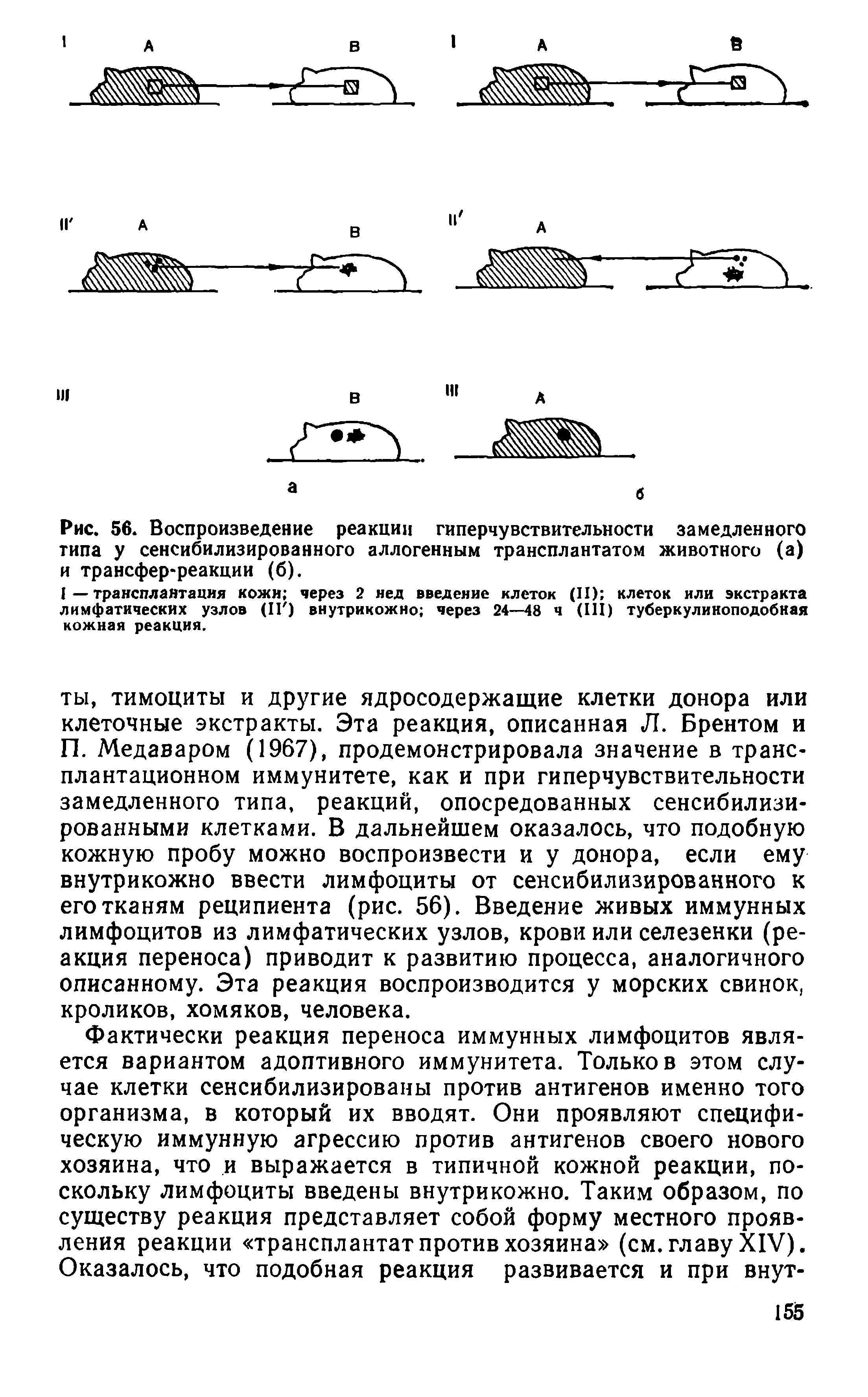 Рис. 56. Воспроизведение реакции гиперчувствительности замедленного типа у сенсибилизированного аллогенным трансплантатом животного (а) и трансфер-реакции (б).