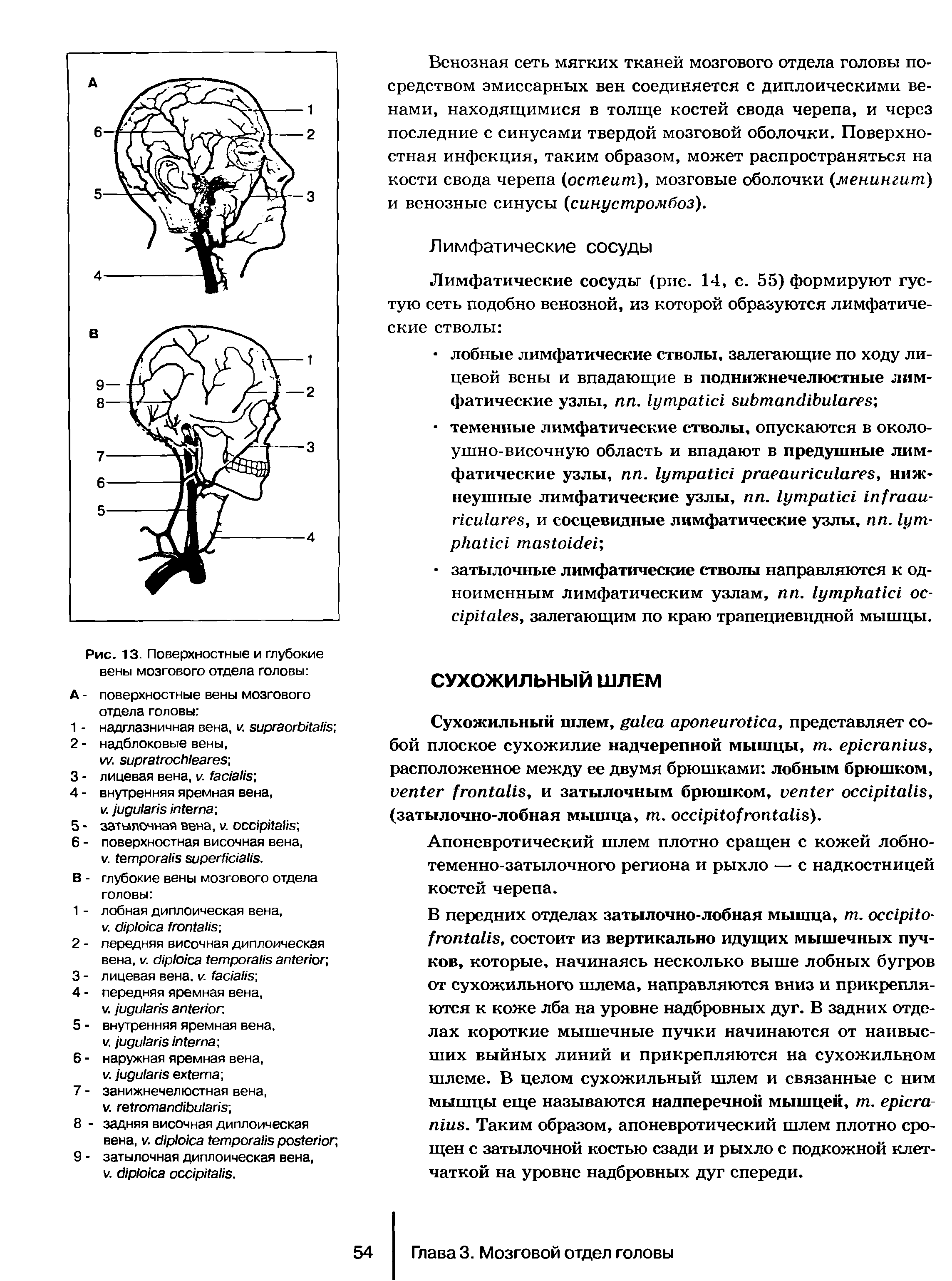 Рис. 13. Поверхностные и глубокие вены мозгового отдела головы ...