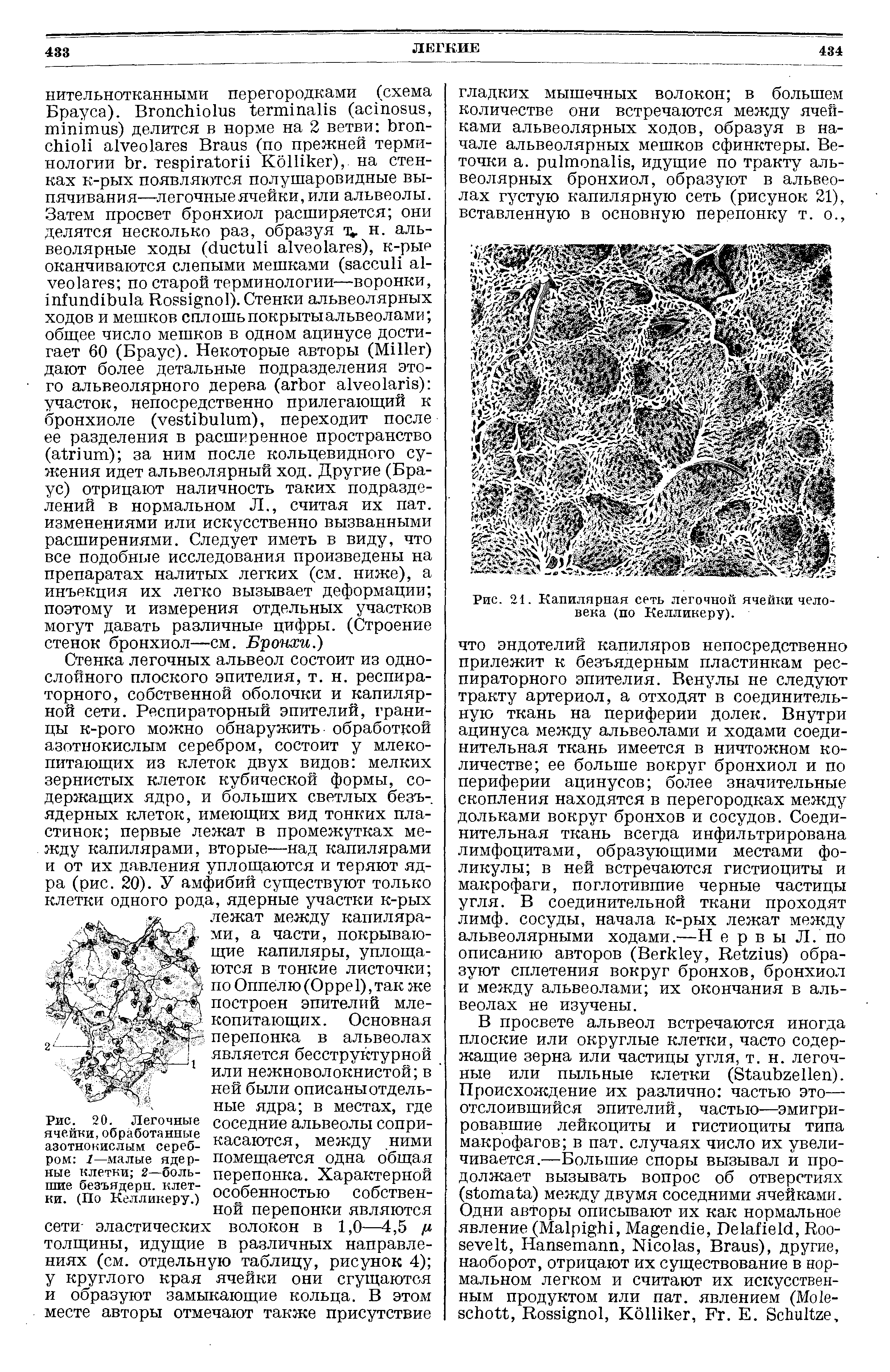 Рис. 20. Легочные ячейки,обработанные азотнокислым серебром 1—малые ядерные клетки 2—большие безъядерн. клетки. (По Келликеру.)...