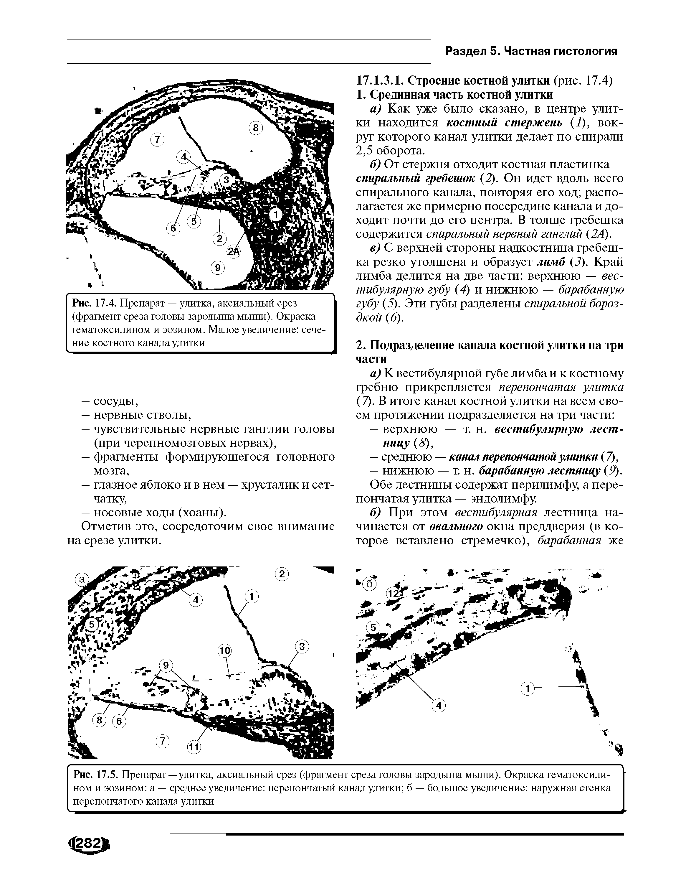 Рис. 17.5. Препарат — улитка, аксиальный срез (фрагмент среза головы зародыша мыши). Окраска гематоксилином и эозином а — среднее увеличение перепончатый канал улитки б — большое увеличение наружная стенка перепончатого канала улитки...
