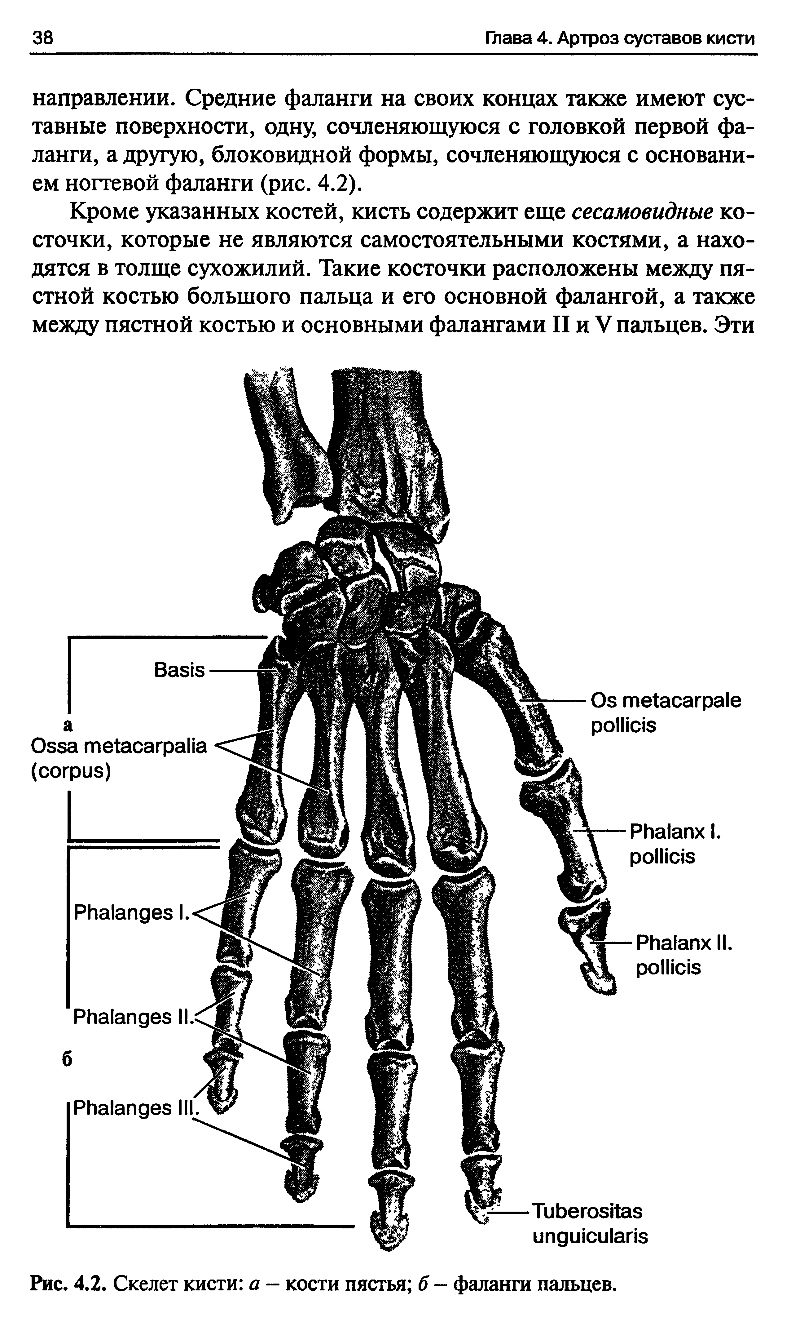 Рис. 4.2. Скелет кисти а — кости пястья б — фаланги пальцев.