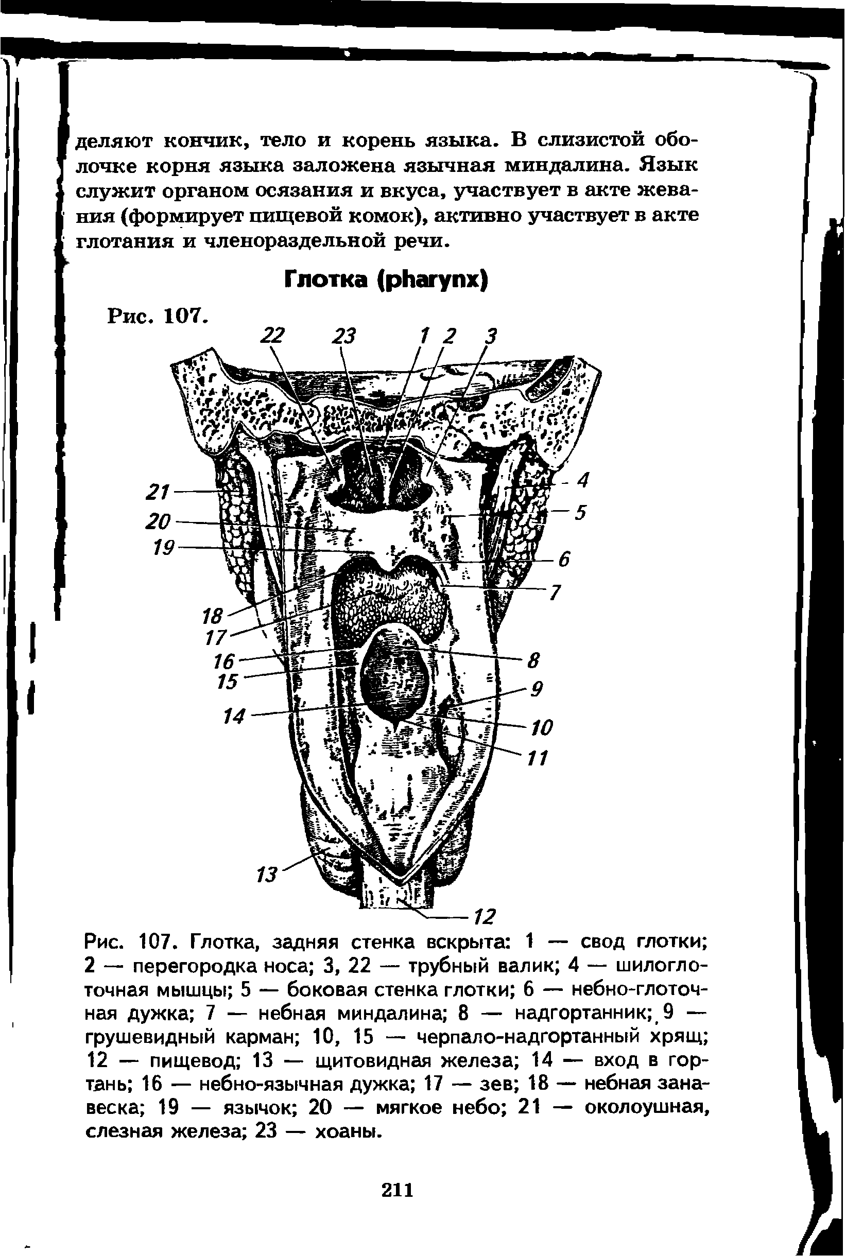 Рис. 107. Глотка, задняя стенка вскрыта 1 — свод глотки 2 — перегородка носа 3, 22 — трубный валик 4 — шилогло-точная мышцы 5 — боковая стенка глотки 6 — небно-глоточная дужка 7 — небная миндалина 8 — надгортанник , 9 — грушевидный карман 10, 15 — черпало-надгортанный хрящ 12 — пищевод 13 — щитовидная железа 14 — вход в гортань 16 — небно-язычная дужка 17 — зев 18 — небная занавеска 19 — язычок 20 — мягкое небо 21 — околоушная, слезная железа 23 — хоаны.