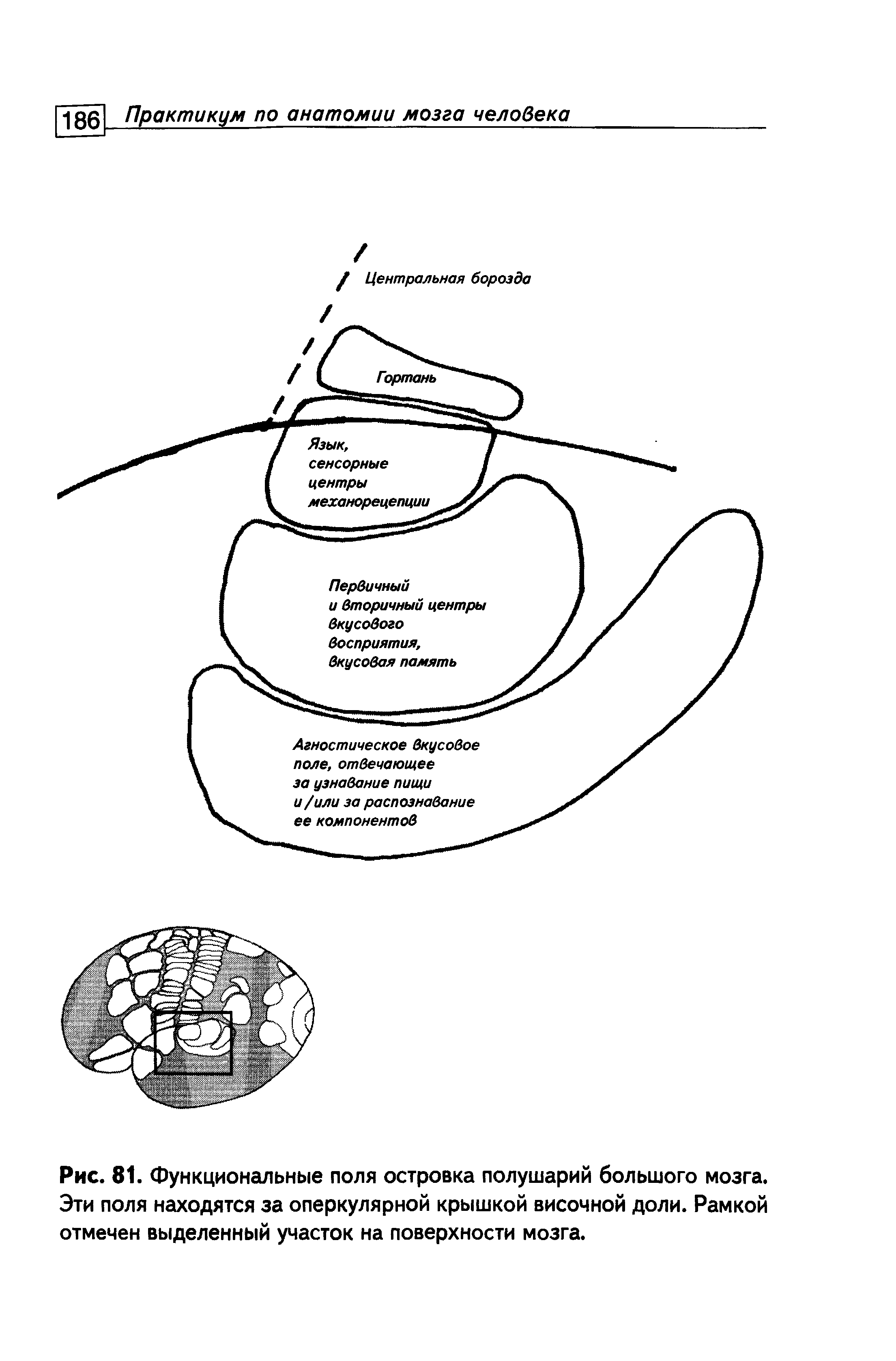 Рис. 81. Функциональные поля островка полушарий большого мозга. Эти поля находятся за оперкулярной крышкой височной доли. Рамкой отмечен выделенный участок на поверхности мозга.