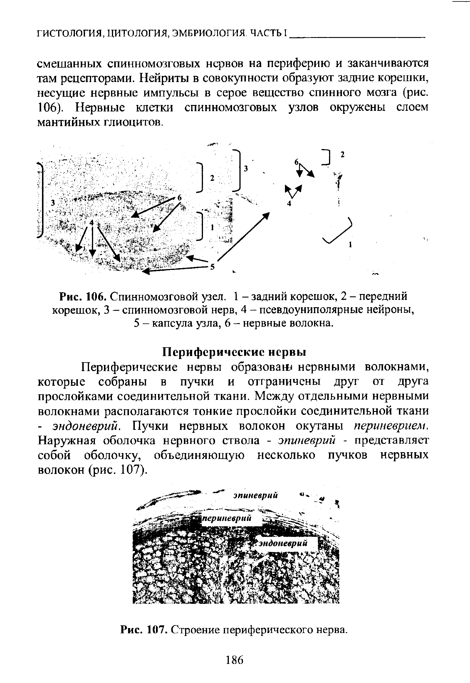 Рис. 106. Спинномозговой узел. 1 - задний корешок, 2 - передний корешок, 3 - спинномозговой нерв, 4 - псевдоуниполярные нейроны, 5 - капсула узла, 6 - нервные волокна.