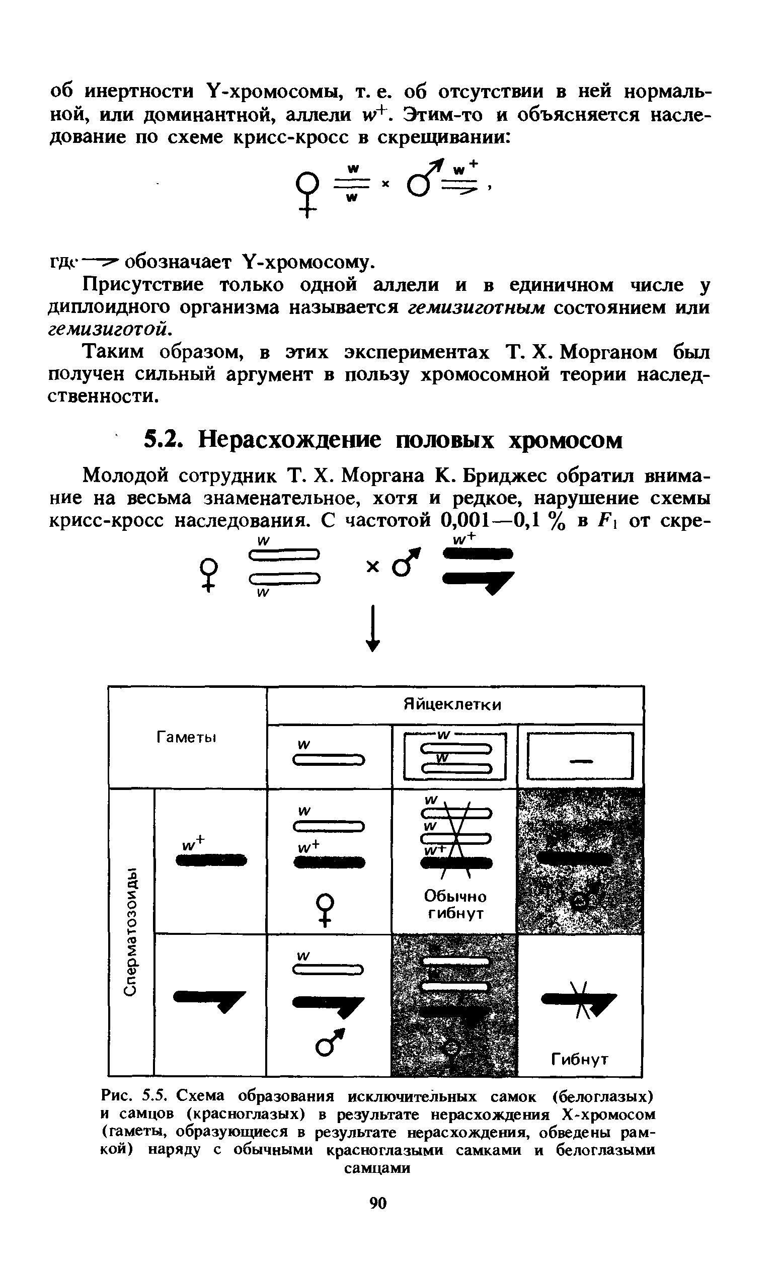 Рис. 5.5. Схема образования исключительных самок (белоглазых) и самцов (красноглазых) в результате нерасхождения Х-хромосом (гаметы, образующиеся в результате нерасхождения, обведены рамкой) наряду с обычными красноглазыми самками и белоглазыми самцами...