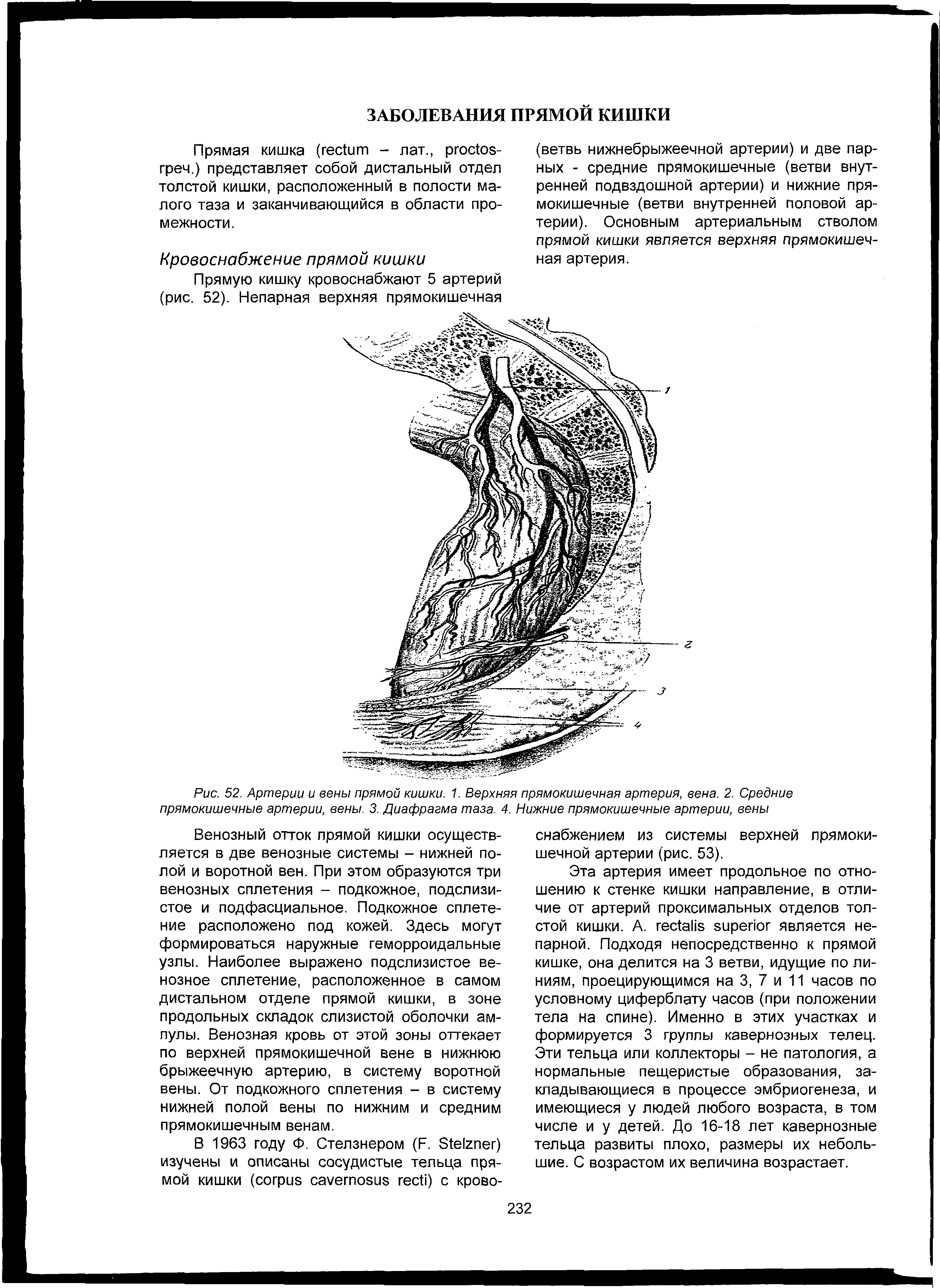 Рис. 52. Артерии и вены прямой кишки. 1. Верхняя прямокишечная артерия, вена. 2. Средние прямокишечные артерии, вены. 3. Диафрагма таза. 4. Нижние прямокишечные артерии, вены...