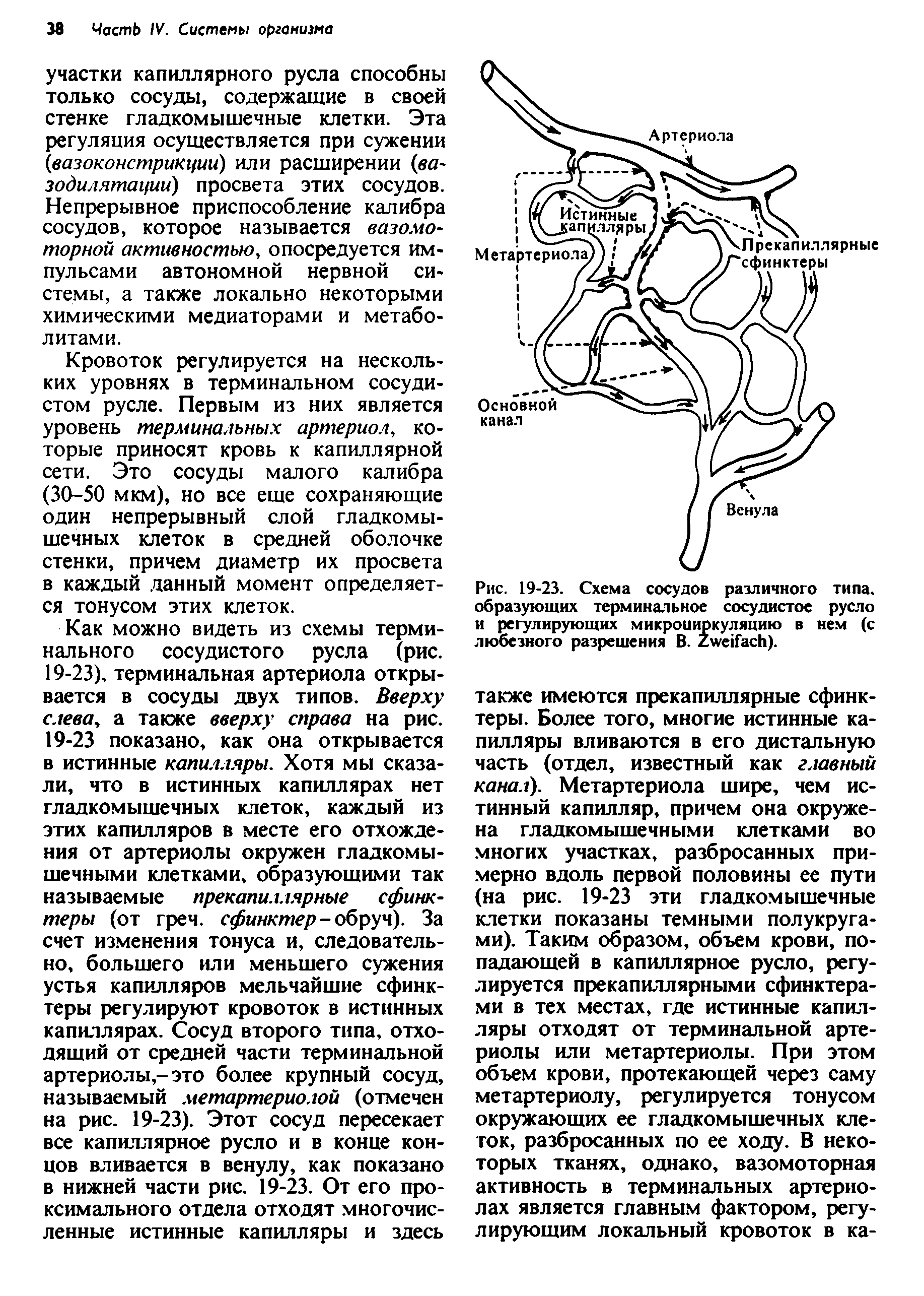Рис. 19-23. Схема сосудов различного типа, образующих терминальное сосудистое русло и регулирующих микроциркуляцию в нем (с любезного разрешения В. Z ).