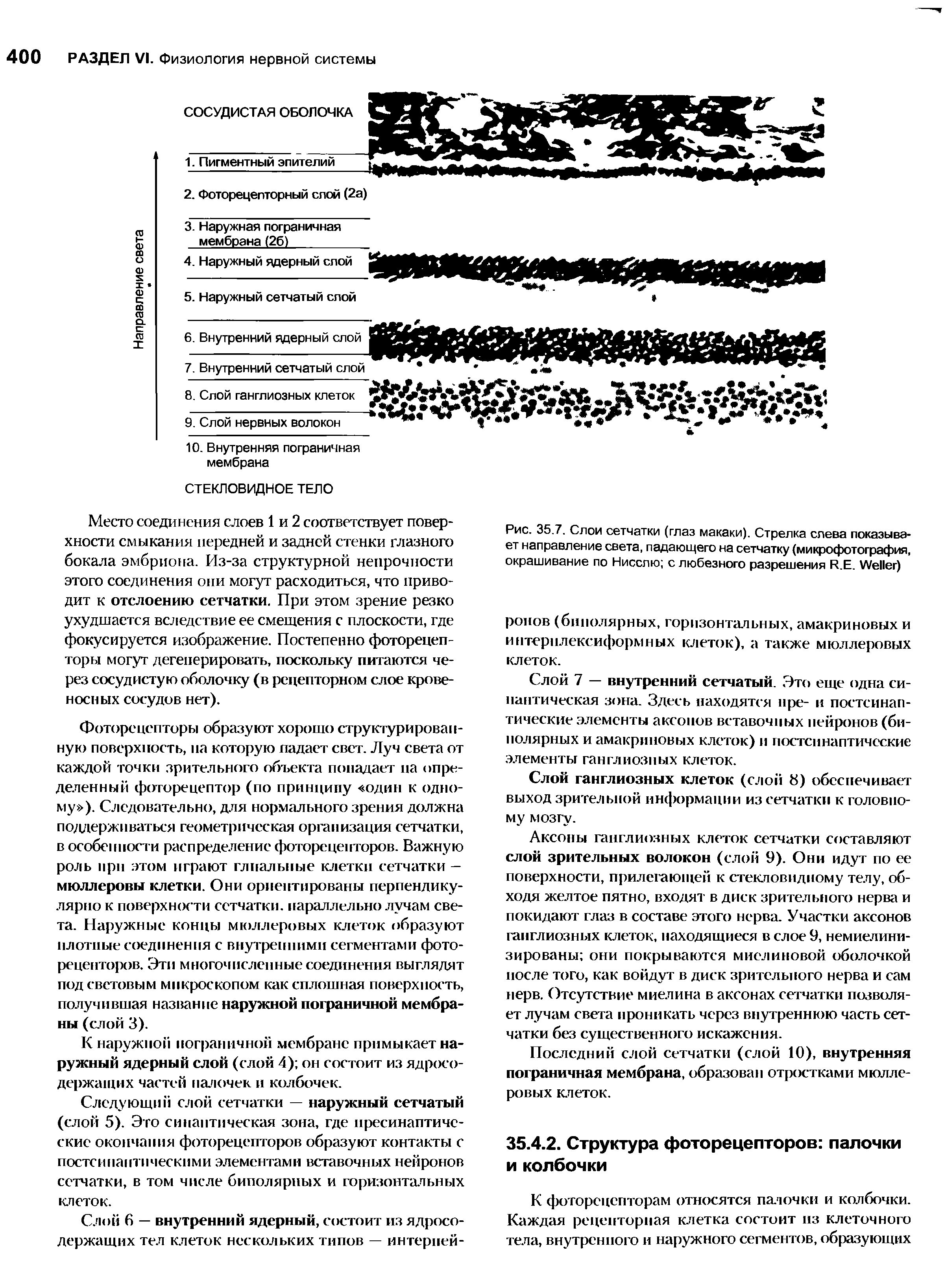 Рис. 35.7. Слои сетчатки (глаз макаки). Стрелка слева показывает направление света, падающего на сетчатку (микрофотография, окрашивание по Нисслю с любезного разрешения R.E. W )...