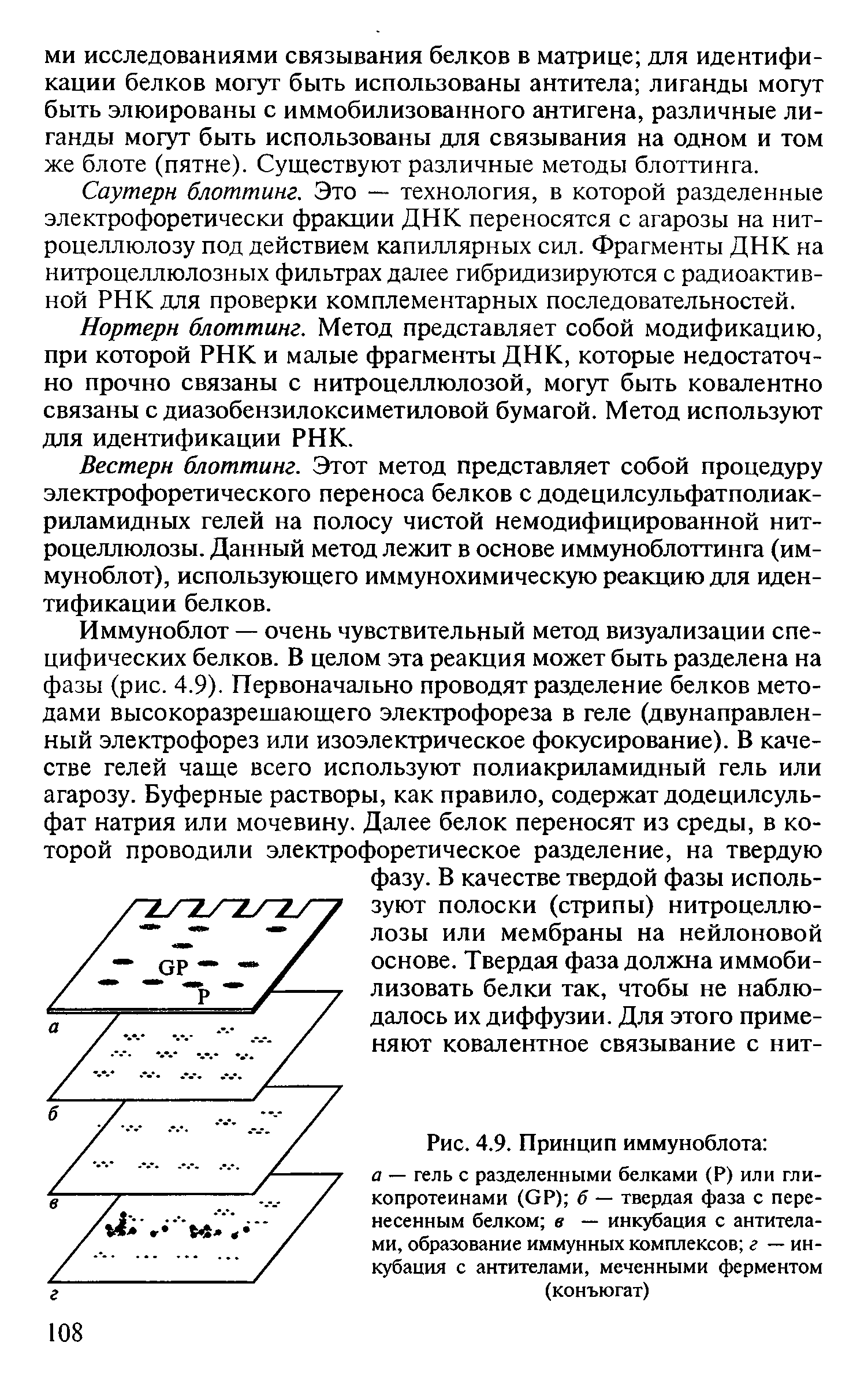 Рис. 4.9. Принцип иммуноблота а — гель с разделенными белками (Р) или гликопротеинами (СР) б — твердая фаза с перенесенным белком в — инкубация с антителами, образование иммунных комплексов г — инкубация с антителами, меченными ферментом (конъюгат)...