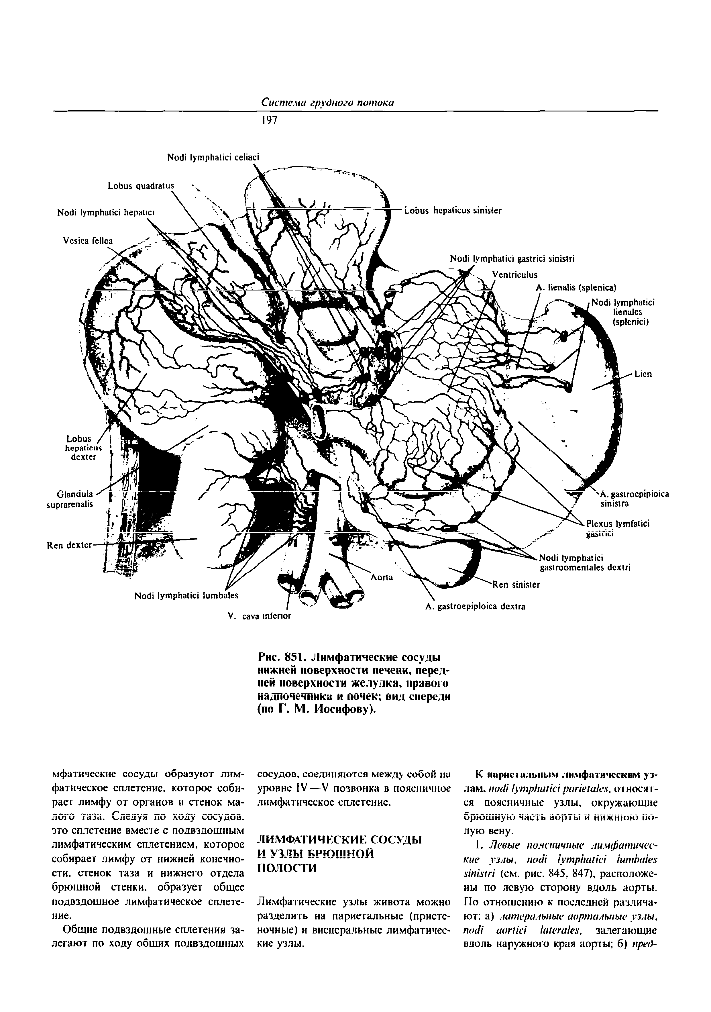 Рис. 851. Лимфатические сосуды нижней поверхности печени, передней поверхности желудка, правого надпочечника и почек вид спереди (по Г. М. Иосифову).