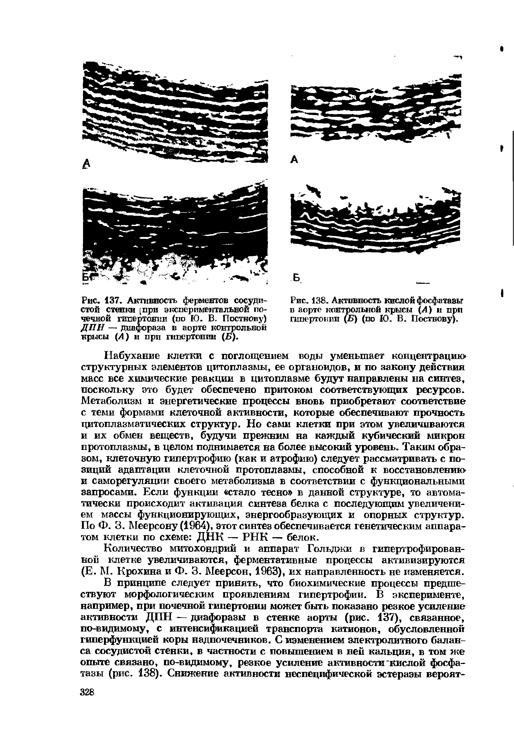 Рис. 137. Активность ферментов сосудистой стенки [при экспериментальной почечной гипертонии (по Ю. В. Постнову) ДПН — диафораза в аорте контрольной крысы (Л) и при гипертонии (Б).