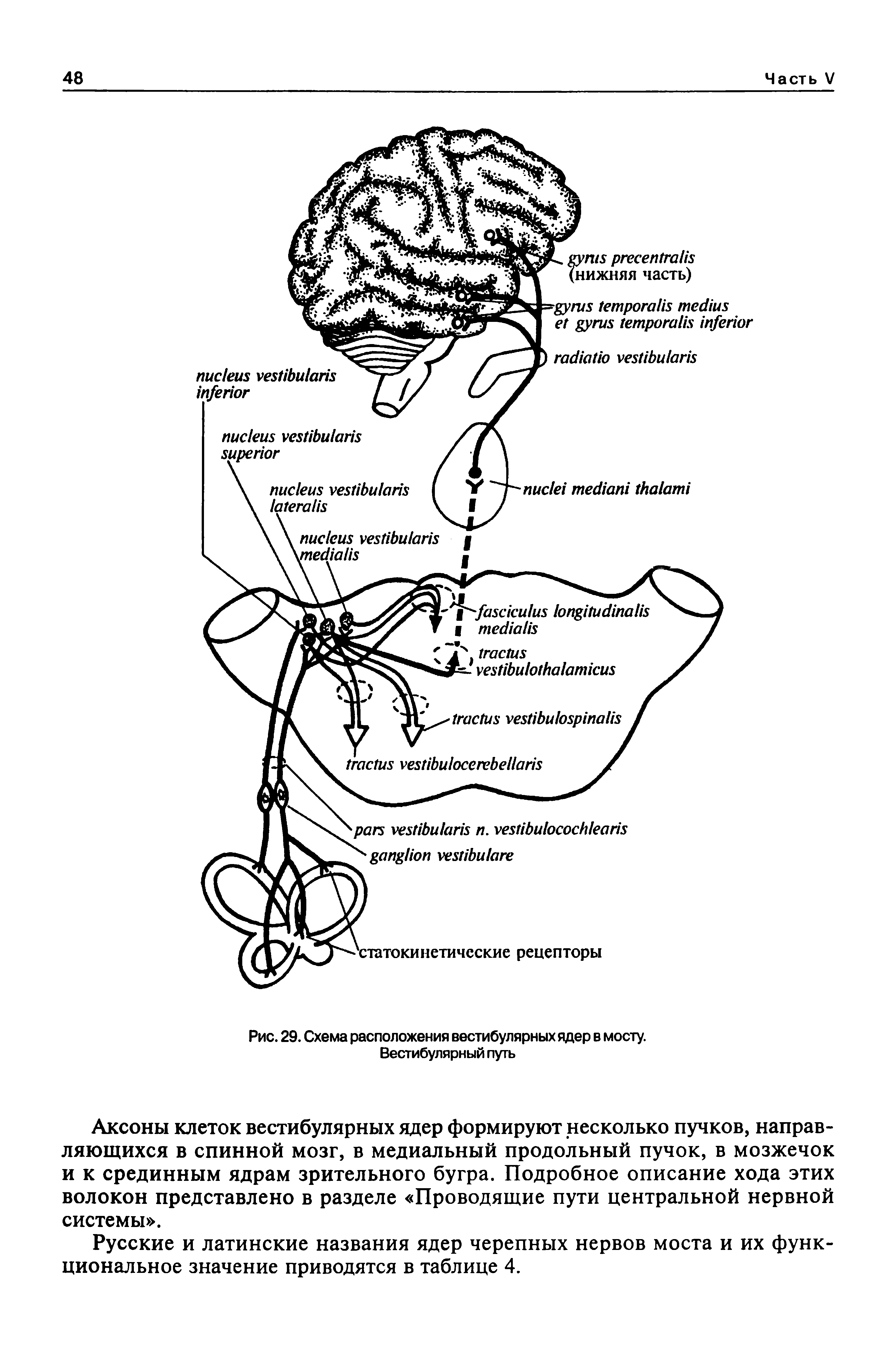 Рис. 29. Схема расположения вестибулярных ядер в мосту. Вестибулярный путь...