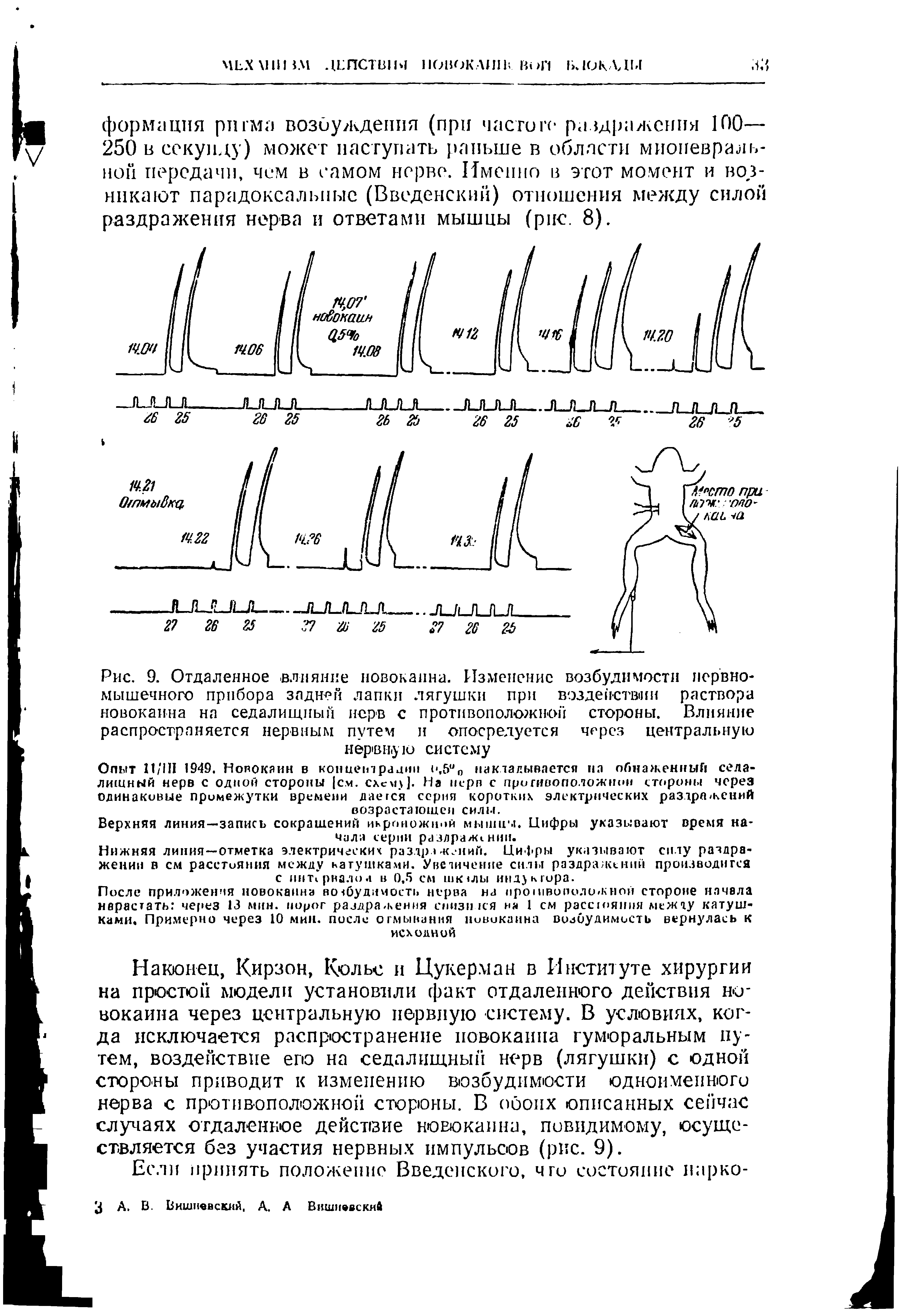 Рис. 9. Отдаленное влияние новокаина. Изменение возбудимости нервно-мышечного прибора задней лапки лягушки при вэздействиш раствора новокаина на седалищный нерв с противоположной стороны. Влияние распространяется нервным путем и опосредуется через центральную нервную систему...