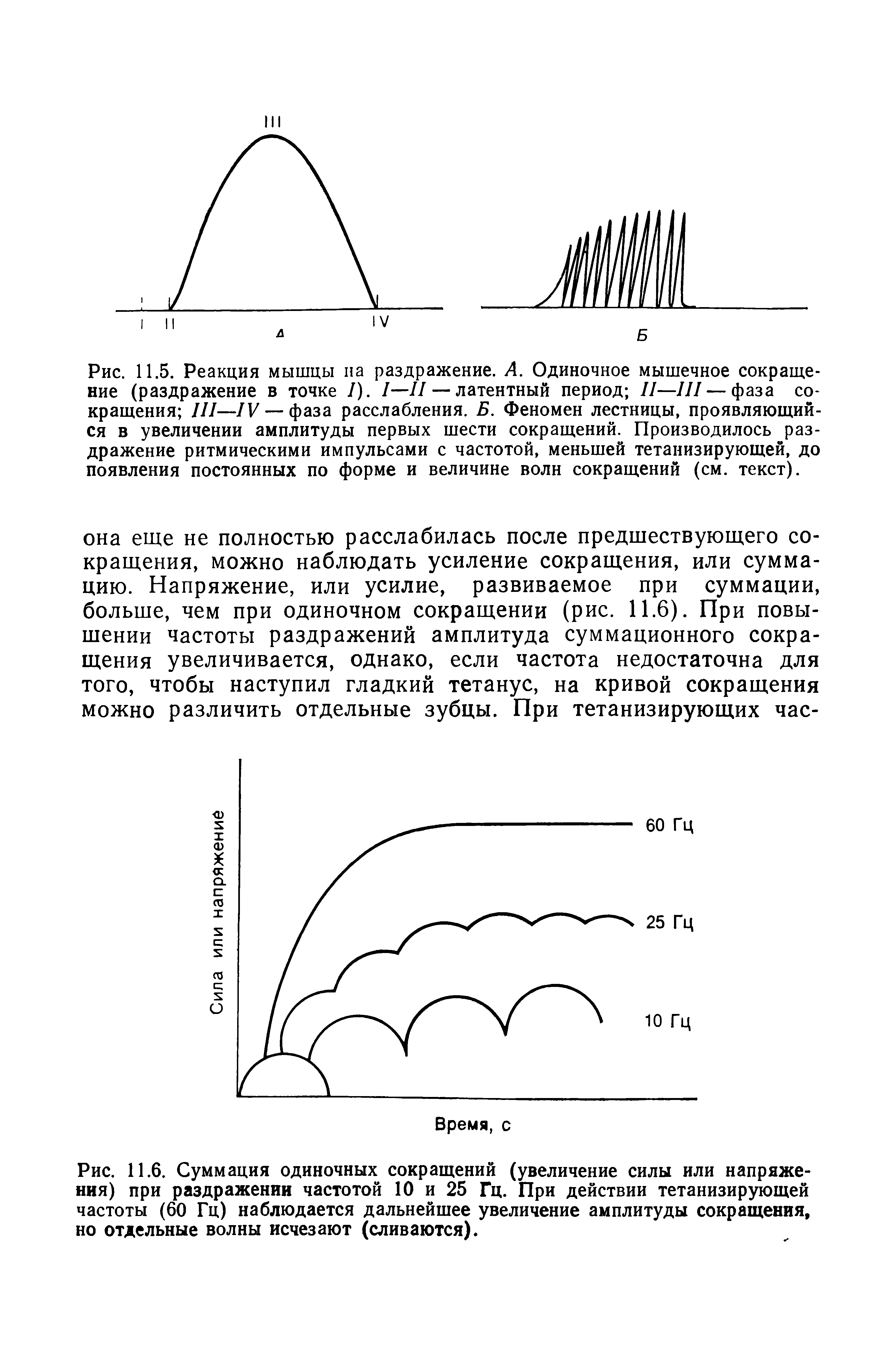 Рис. 11.6. Суммация одиночных сокращений (увеличение силы или напряжения) при раздражении частотой 10 и 25 Гц. При действии тетанизирующей частоты (60 Гц) наблюдается дальнейшее увеличение амплитуды сокращения, но отдельные волны исчезают (сливаются).