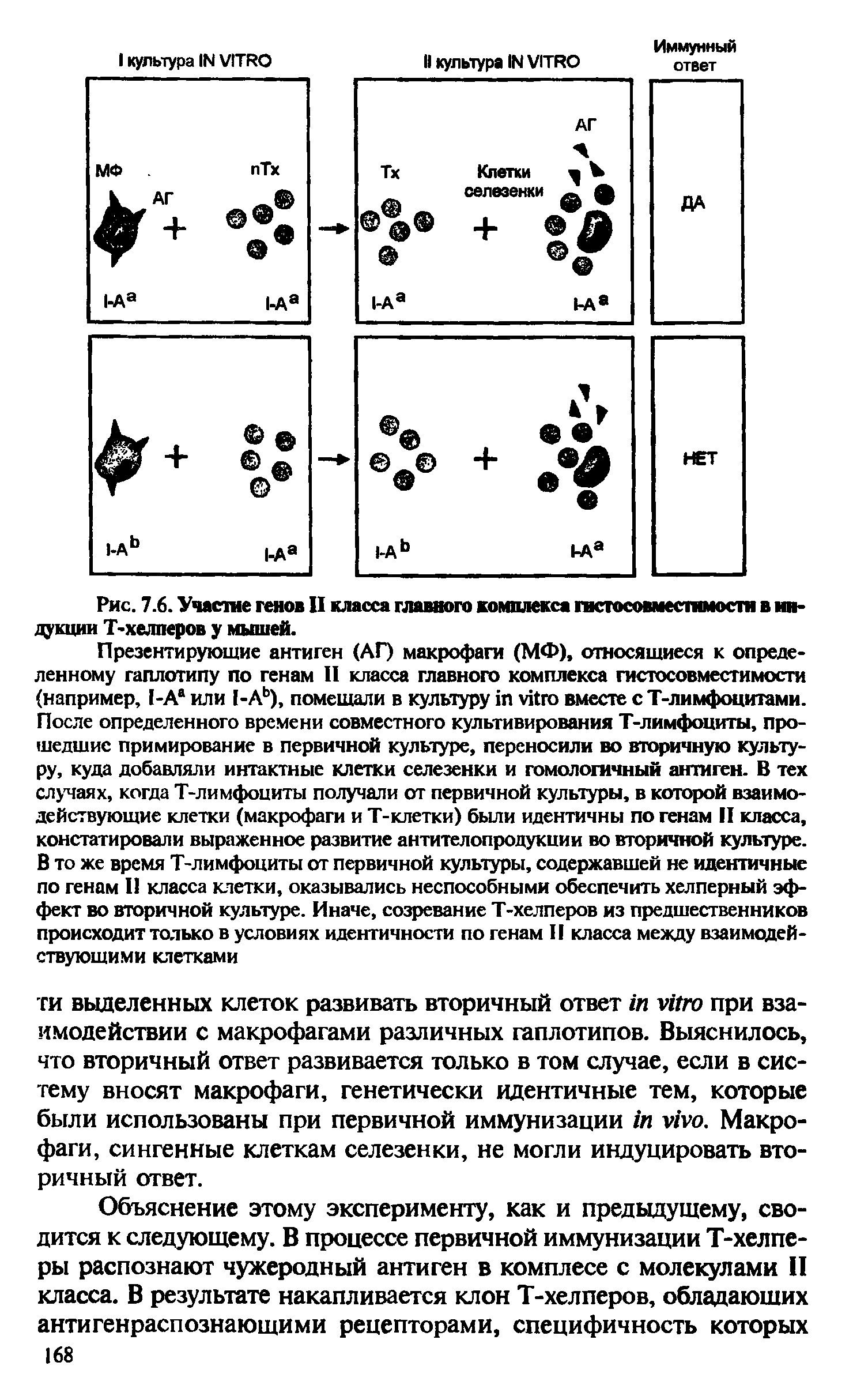 Рис. 7.6. Участие генов II класса главного комплекса гистосовместимости в индукции Т-хелперов у мышей.