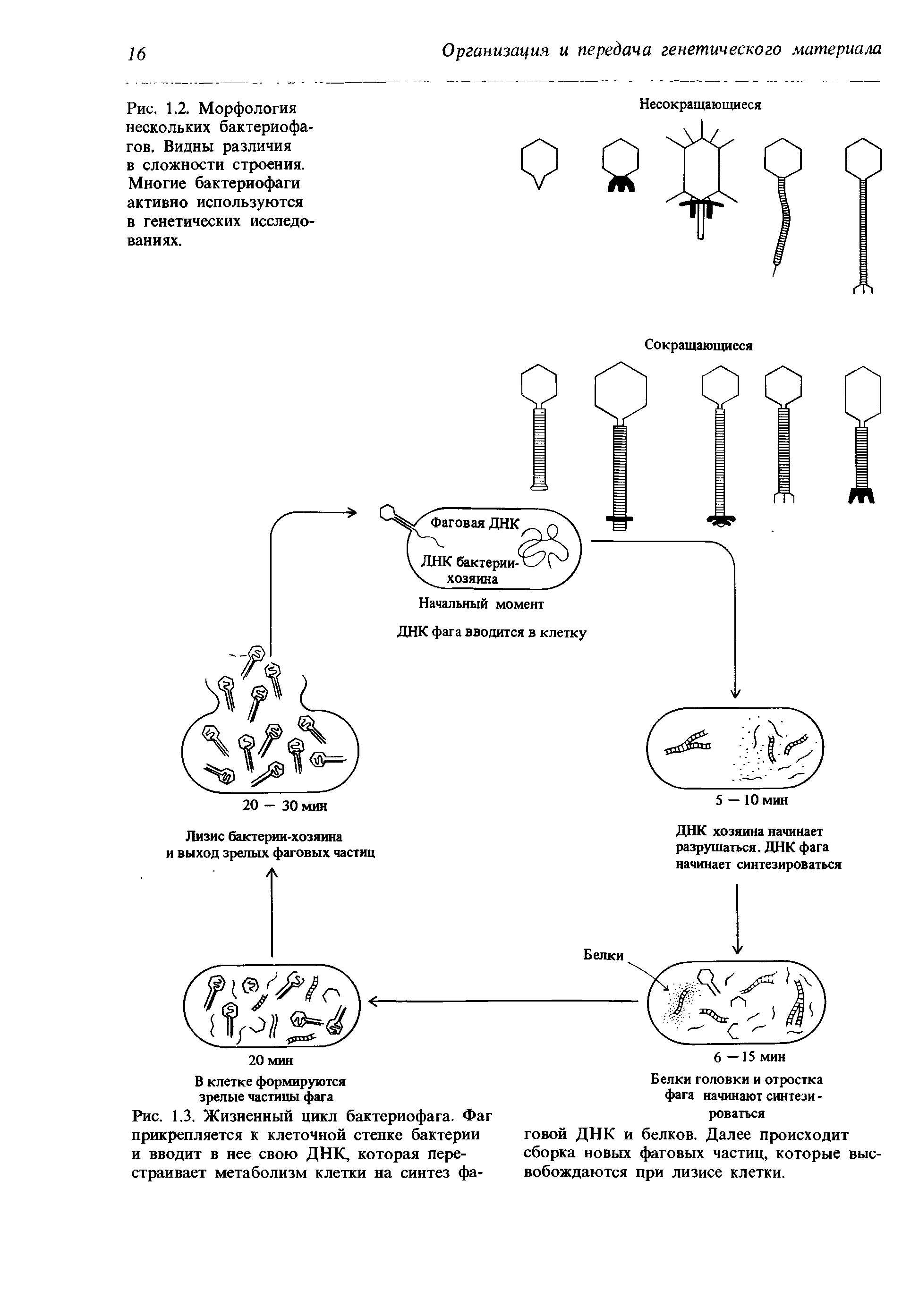Рис. 1.3. Жизненный цикл бактериофага. Фаг прикрепляется к клеточной стенке бактерии и вводит в нее свою ДНК, которая перестраивает метаболизм клетки на синтез фа-...