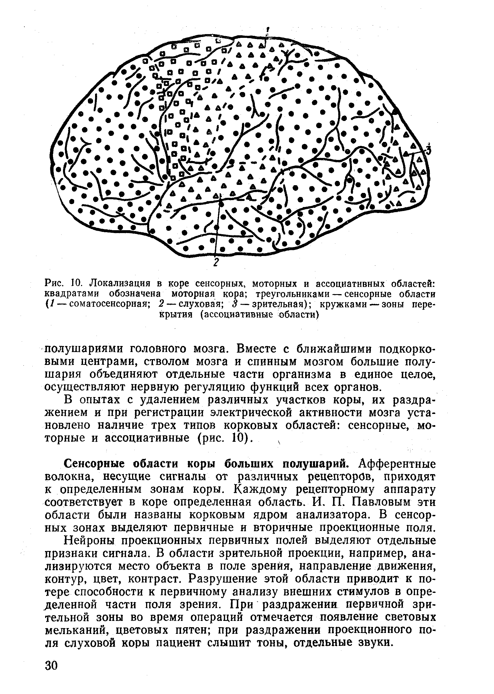 Рис. 10. Локализация в коре сенсорных, моторных и ассоциативных областей квадратами обозначена моторная кора треугольниками — сенсорные области (/ — соматосенсорная 2 — слуховая 3 — зрительная) кружками — зоны перекрытия (ассоциативные области)...