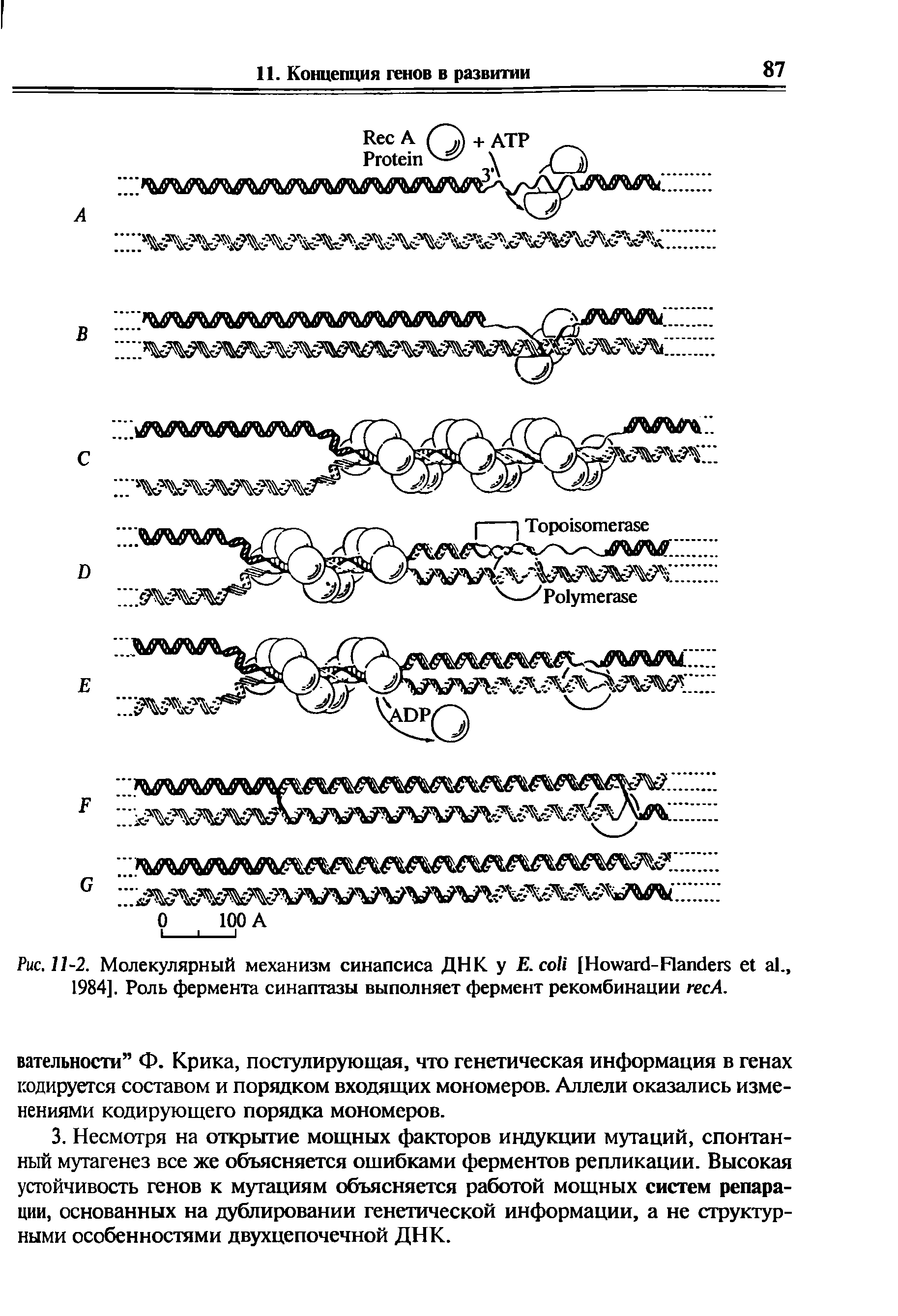 Рис. 11-2. Молекулярный механизм синапсиса ДНК у E. [H -F ., 1984]. Роль фермента синаптазы выполняет фермент рекомбинации гесА.