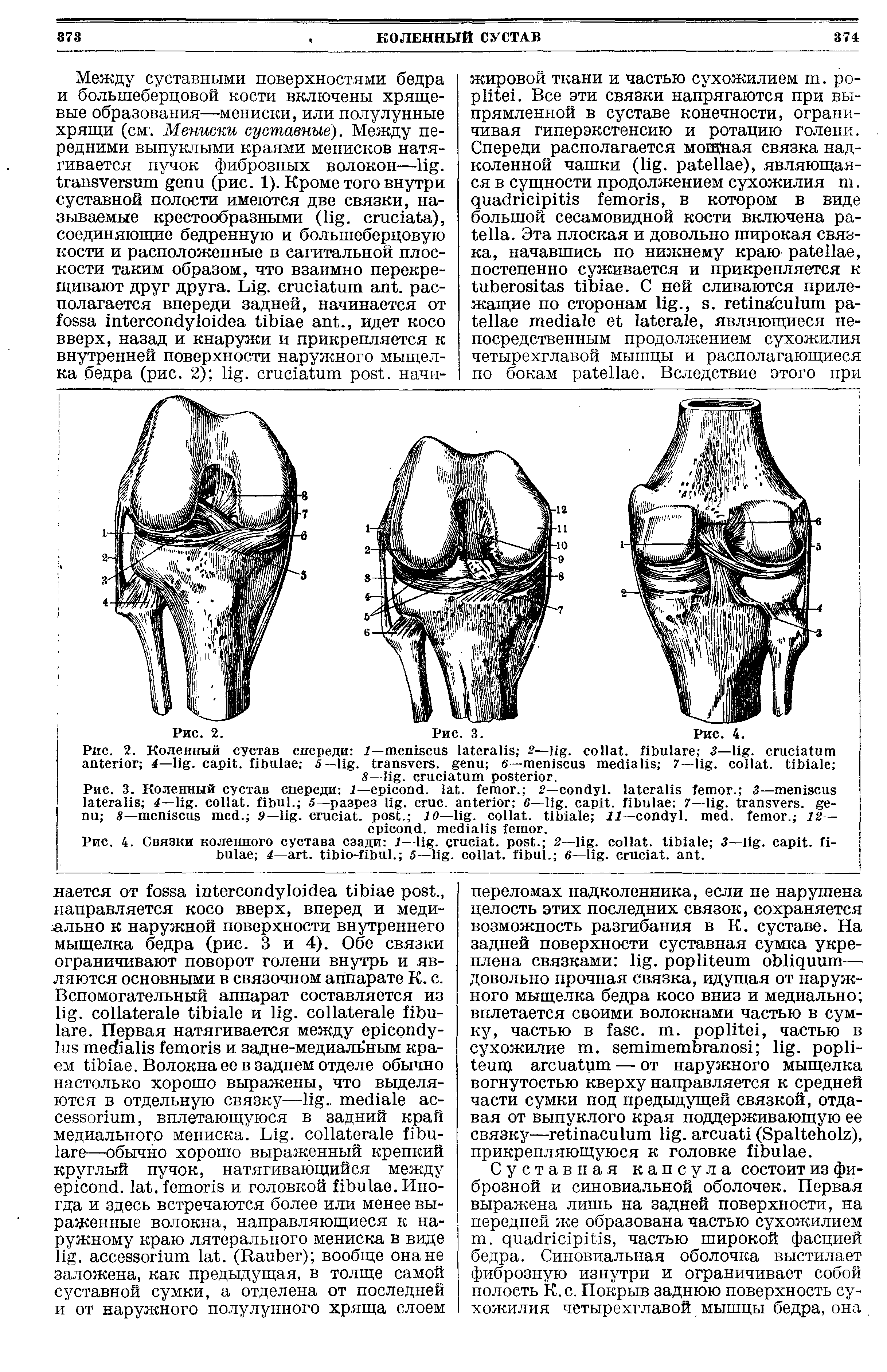 Рис. 2. Коленный сустав спереди Г— 2— . , 3— . 4— . . 5— . , 6— 7— . , 8— . .